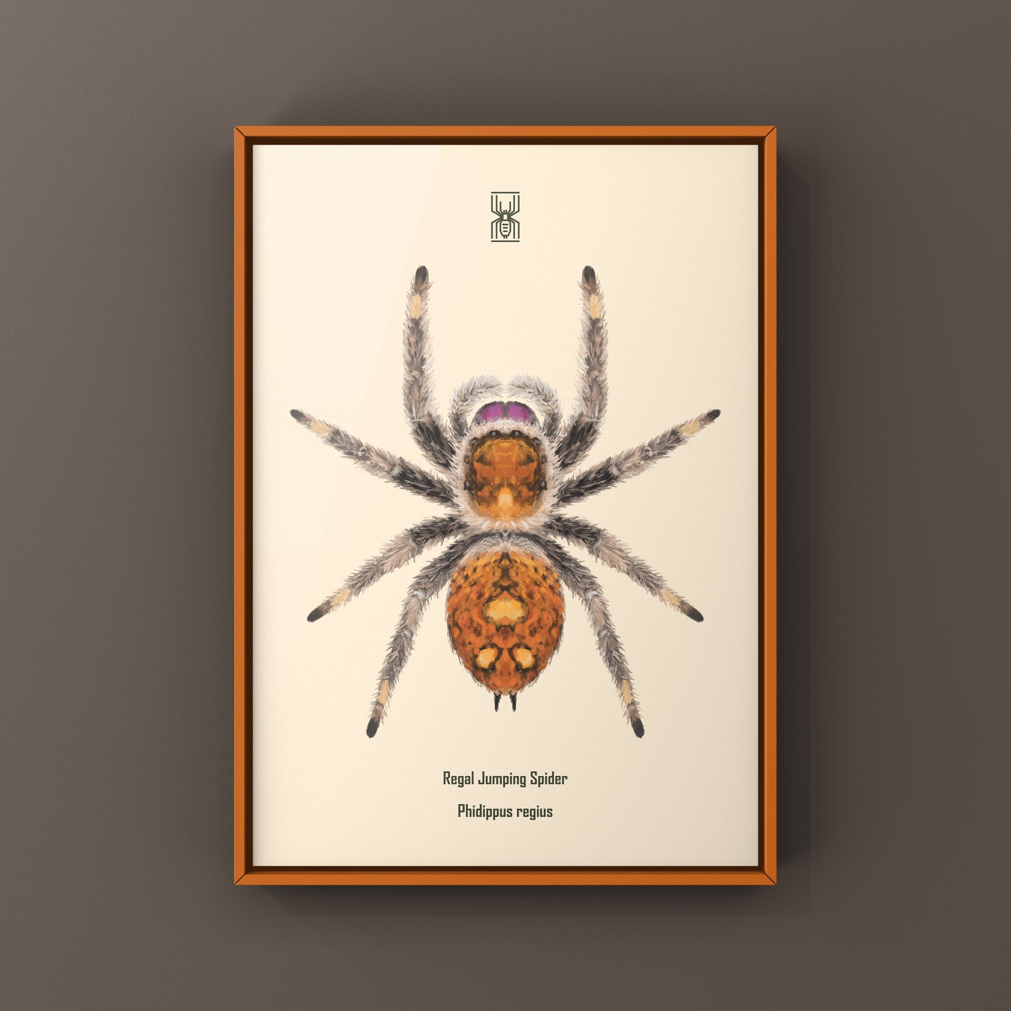 Regal Jumping Spider, Phidippus Regius, Photographic Art Print from The Silk Ranch