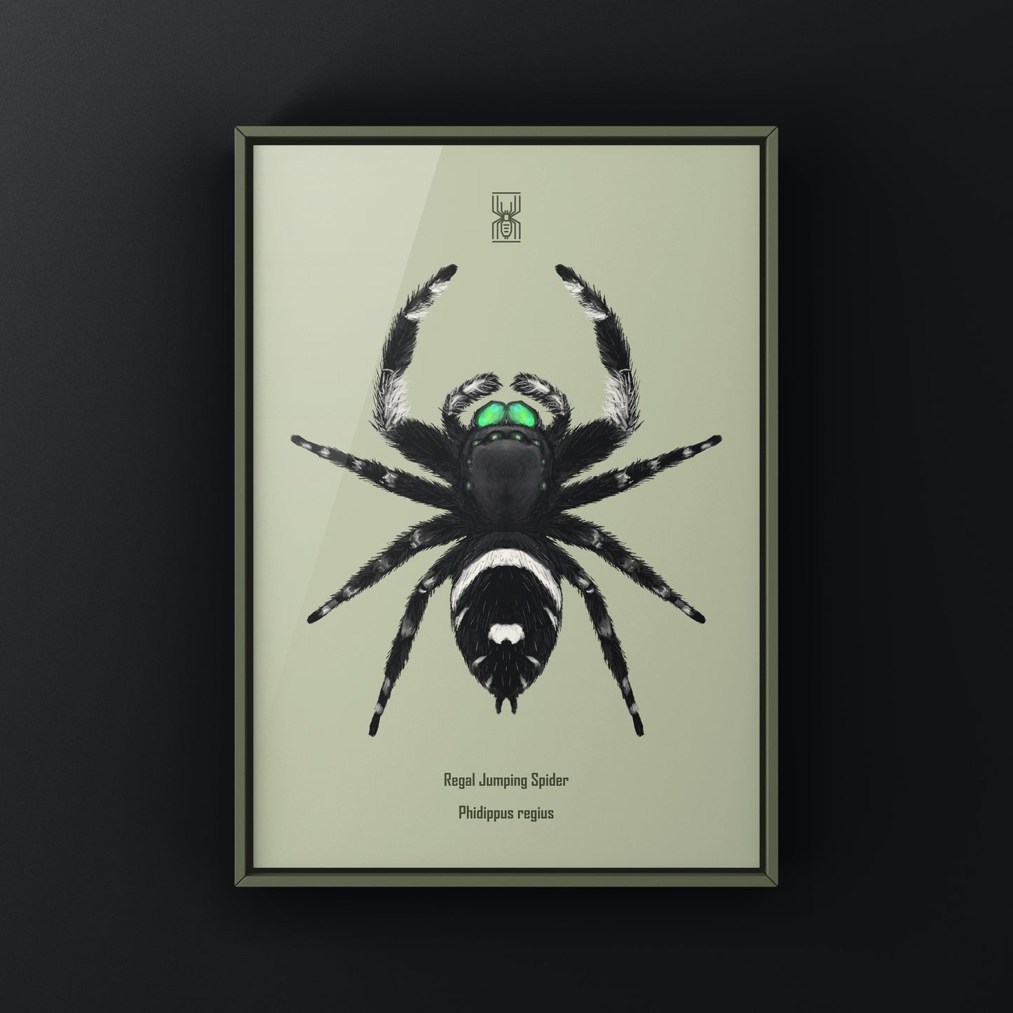 Regal Jumping Spider, Phidippus Regius, Photographic Art Print from The Silk Ranch