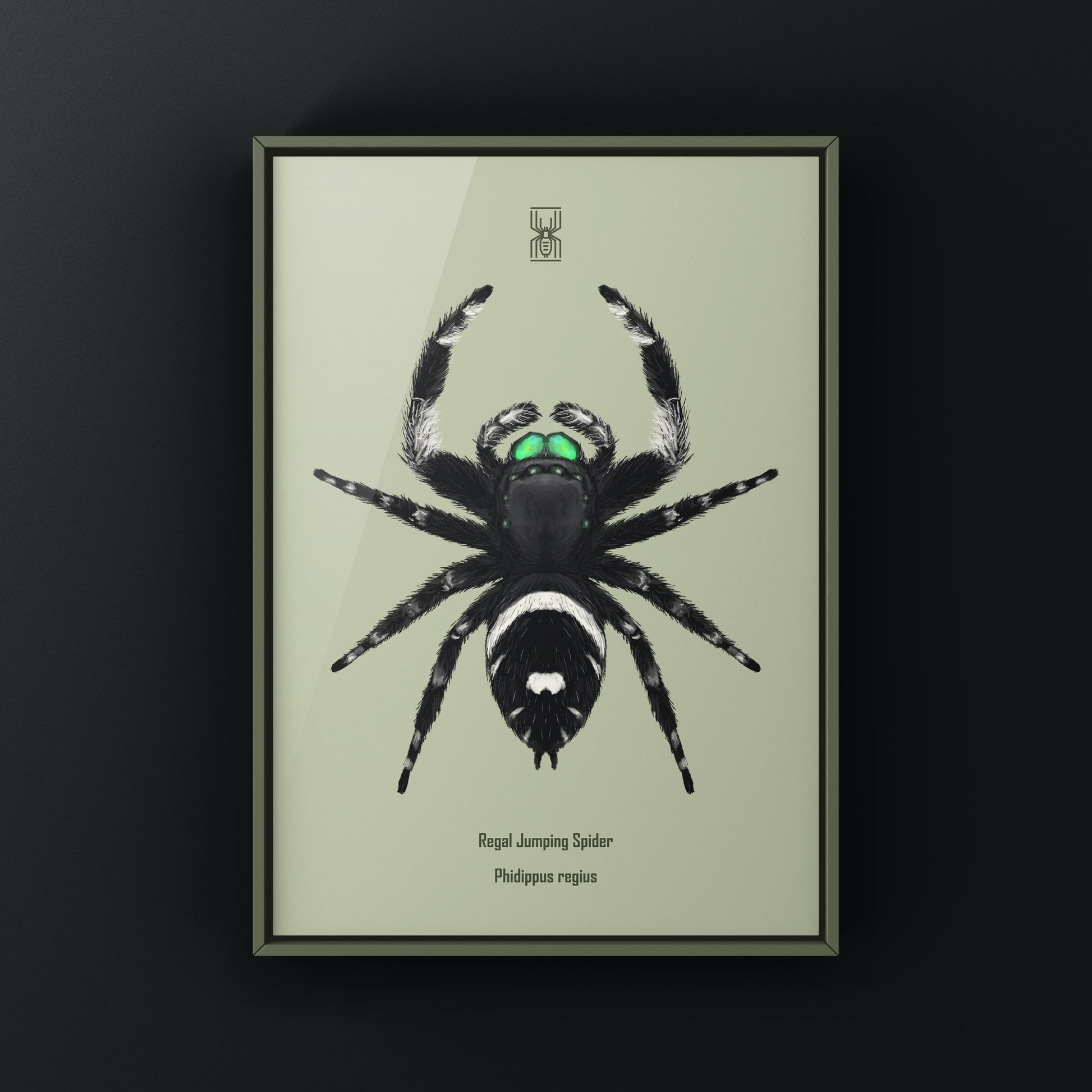 Regal Jumping Spider, Phidippus Regius, Photographic Art Print from The Silk Ranch