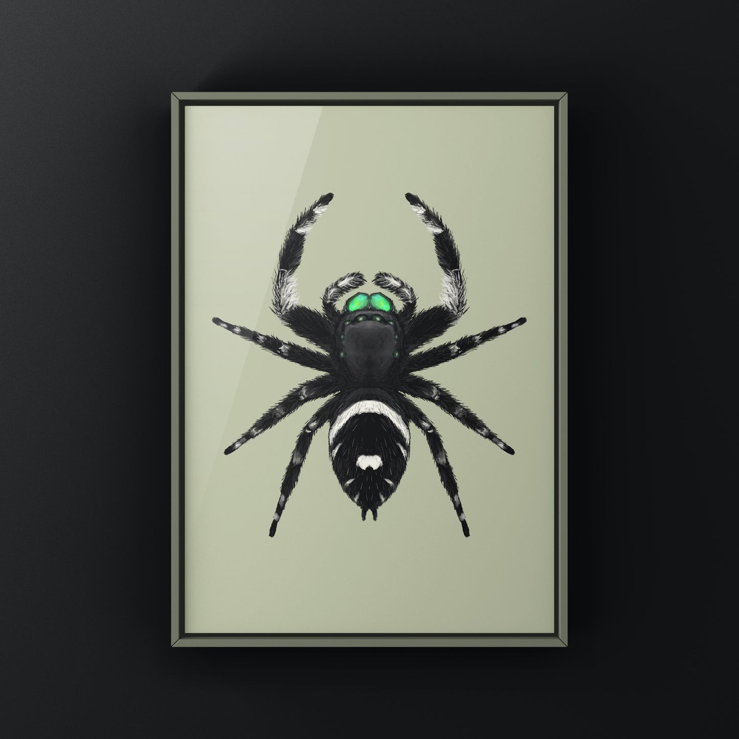 Regal Jumping Spider, Phidippus Regius, Photographic Art Print from The Silk Ranch