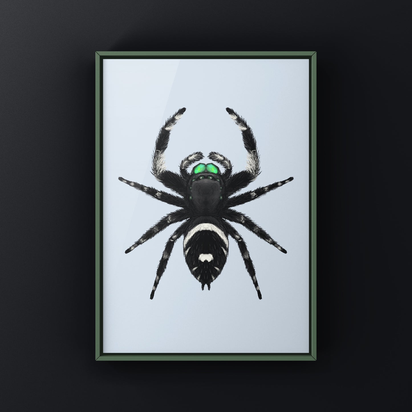 Regal Jumping Spider, Phidippus Regius, Photographic Art Print from The Silk Ranch