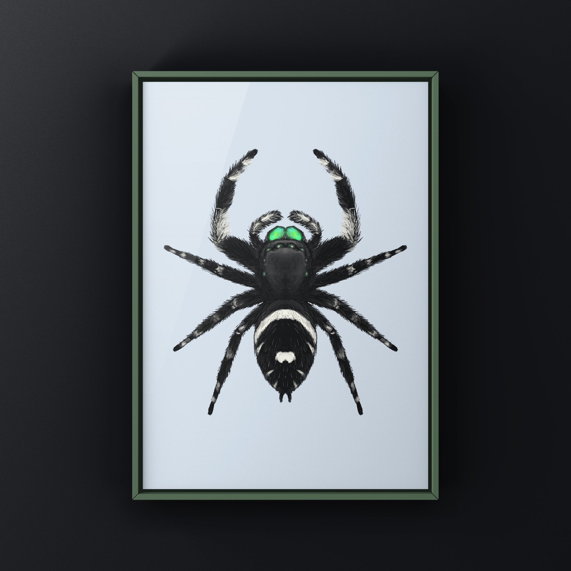 Regal Jumping Spider, Phidippus Regius, Photographic Art Print from The Silk Ranch