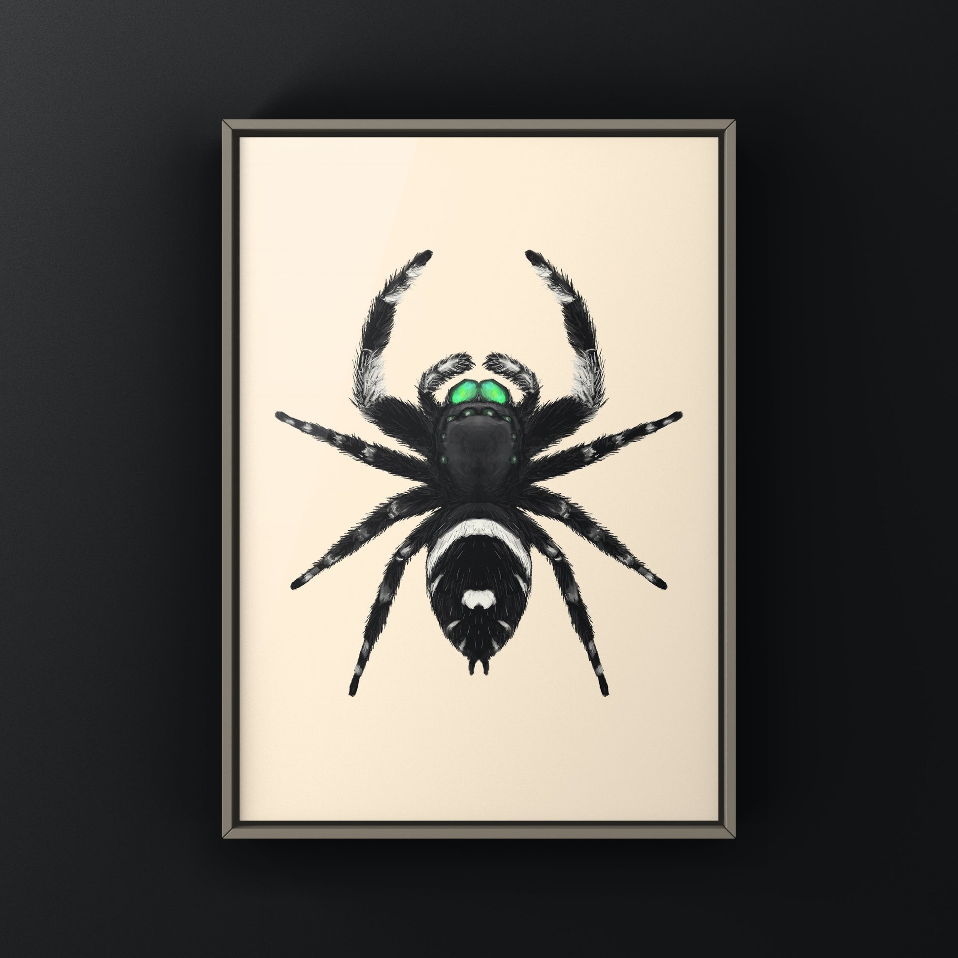 Regal Jumping Spider, Phidippus Regius, Photographic Art Print from The Silk Ranch