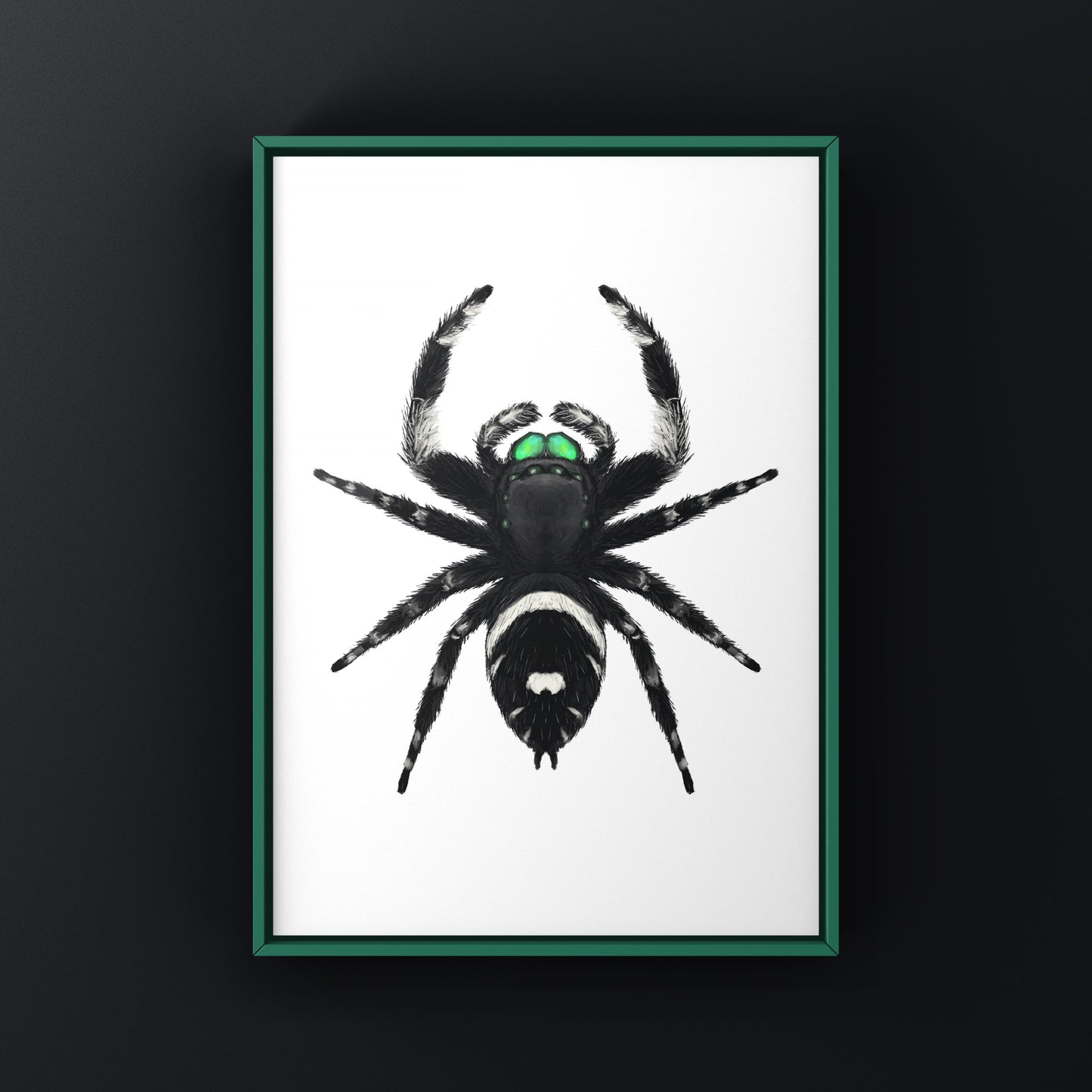 Regal Jumping Spider, Phidippus Regius, Photographic Art Print from The Silk Ranch