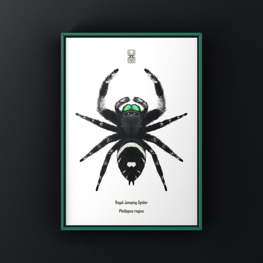 Regal Jumping Spider, Phidippus Regius, Photographic Art Print from The Silk Ranch