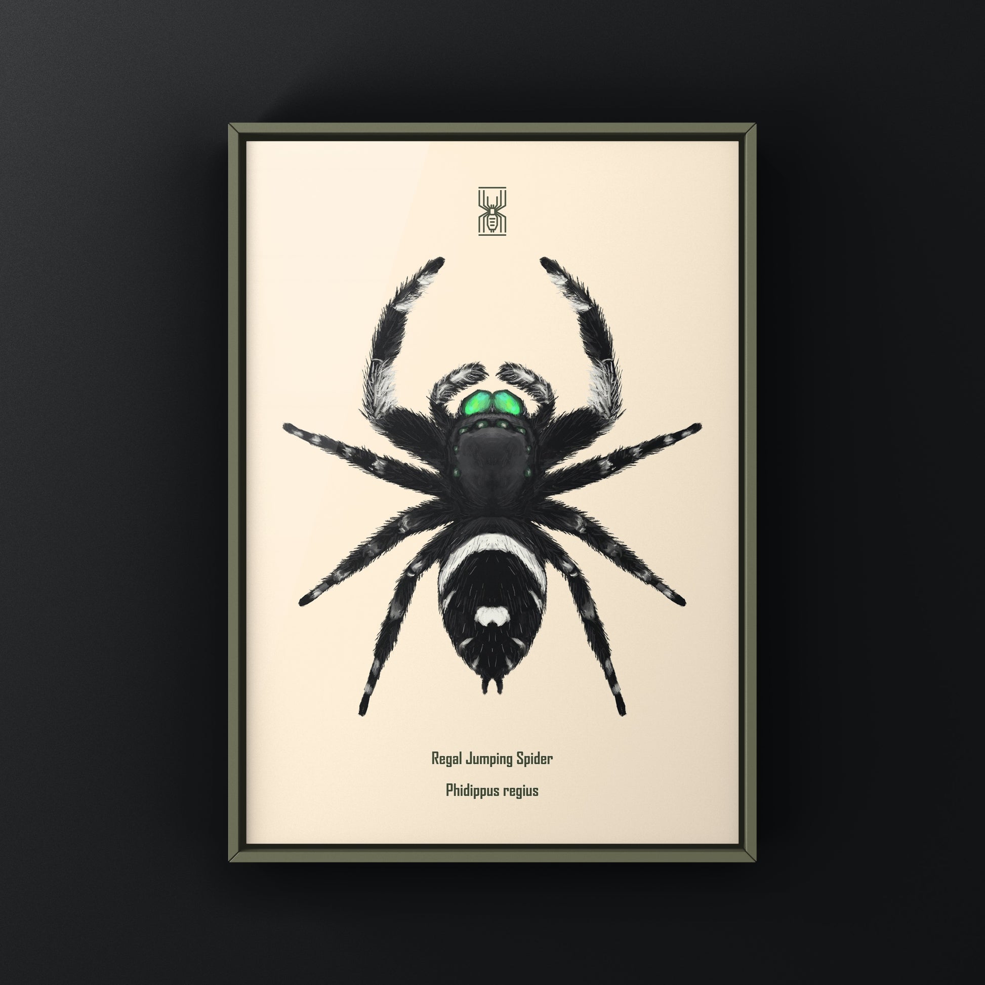 Regal Jumping Spider, Phidippus Regius, Photographic Art Print from The Silk Ranch