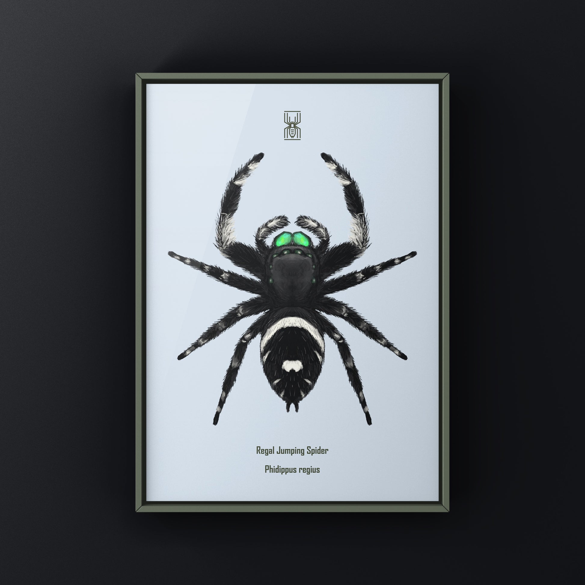 Regal Jumping Spider, Phidippus Regius, Photographic Art Print from The Silk Ranch