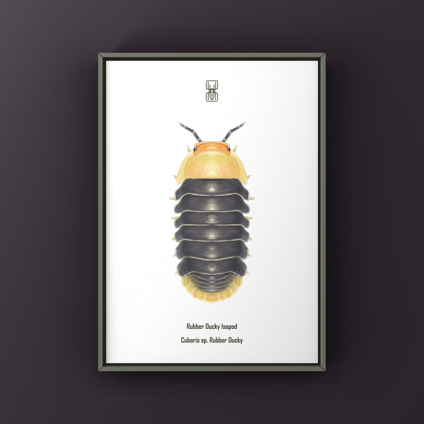 Rubber Ducky Isopod, Cubaris sp. Rubber Ducky, Photographic Art Print from The Silk Ranch