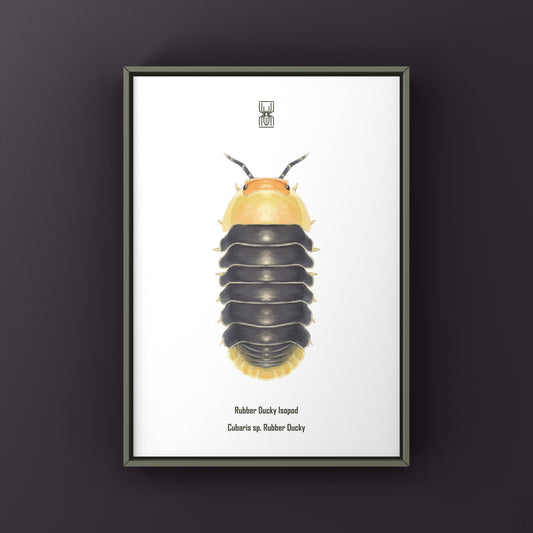 Rubber Ducky Isopod, Cubaris sp. Rubber Ducky, Photographic Art Print from The Silk Ranch