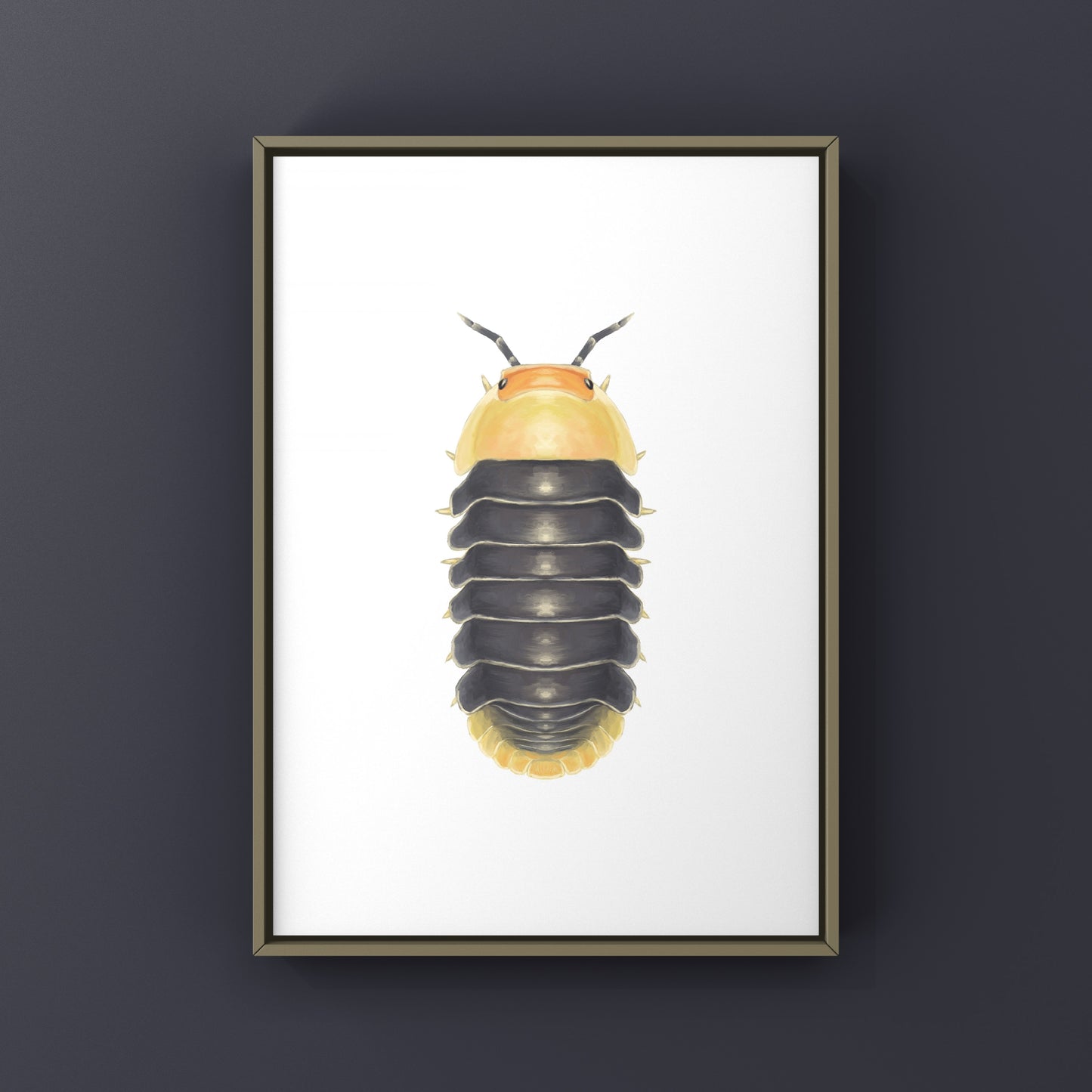 Rubber Ducky Isopod, Cubaris sp. Rubber Ducky, Photographic Art Print from The Silk Ranch