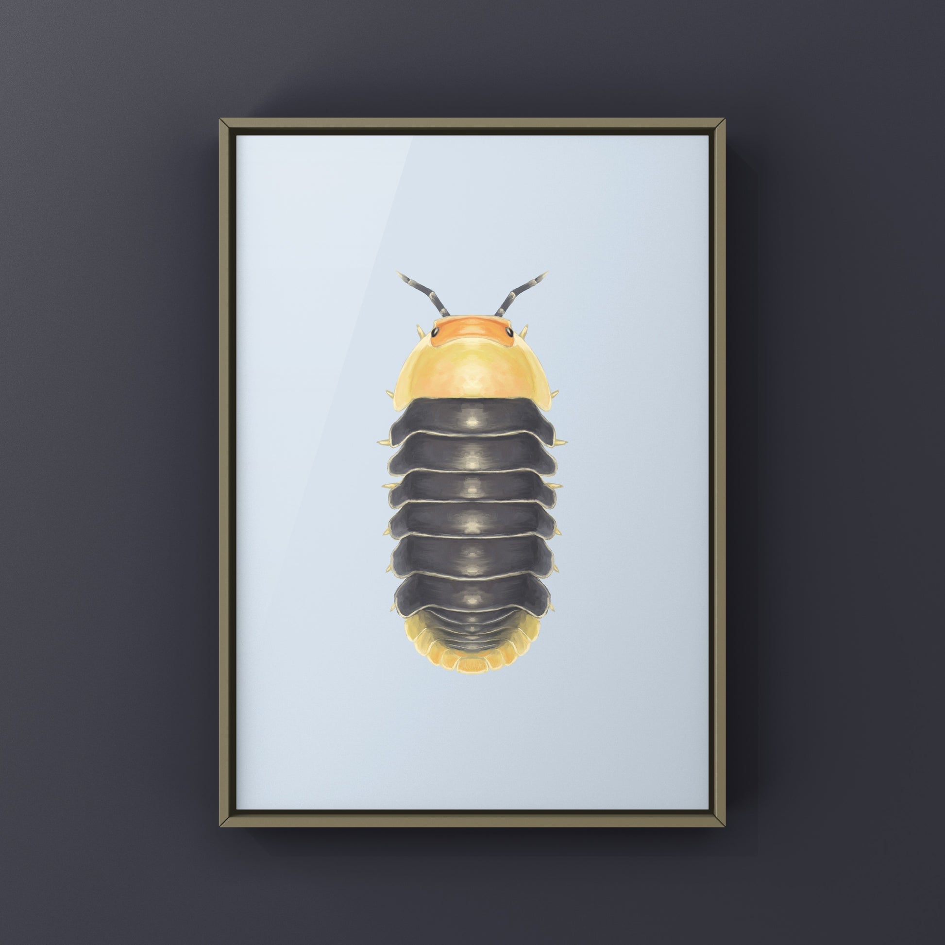 Rubber Ducky Isopod, Cubaris sp. Rubber Ducky, Photographic Art Print from The Silk Ranch