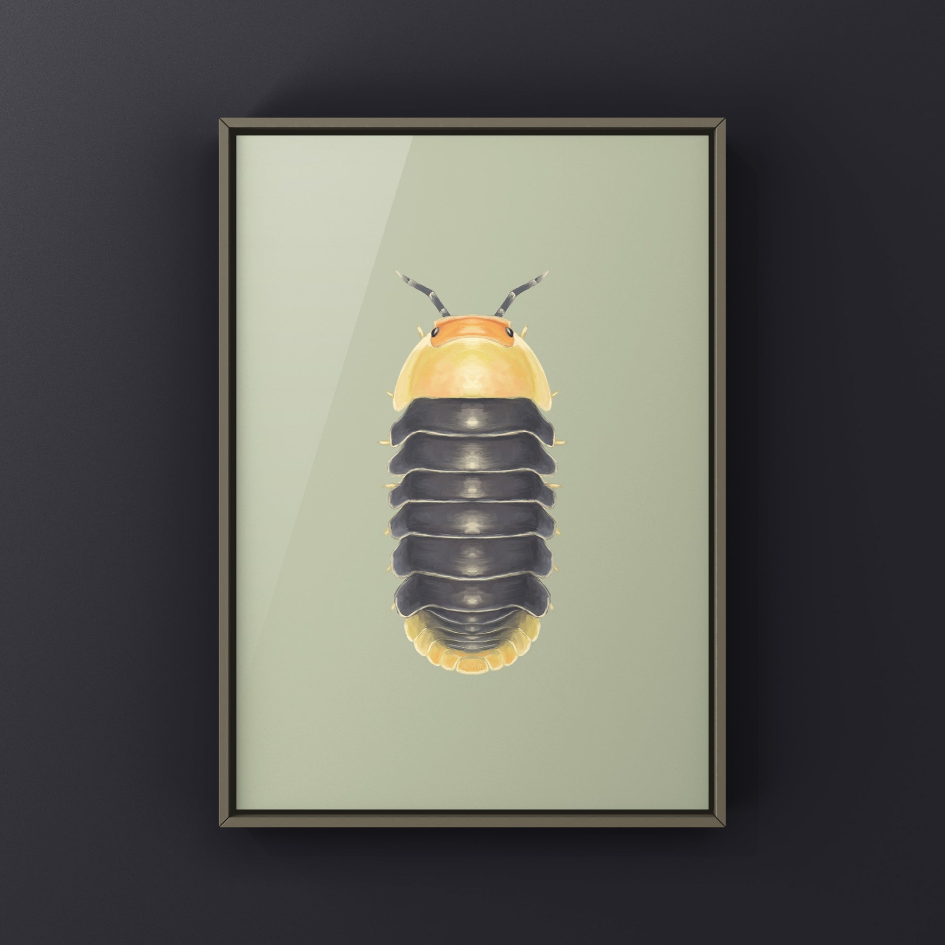 Rubber Ducky Isopod, Cubaris sp. Rubber Ducky, Photographic Art Print from The Silk Ranch