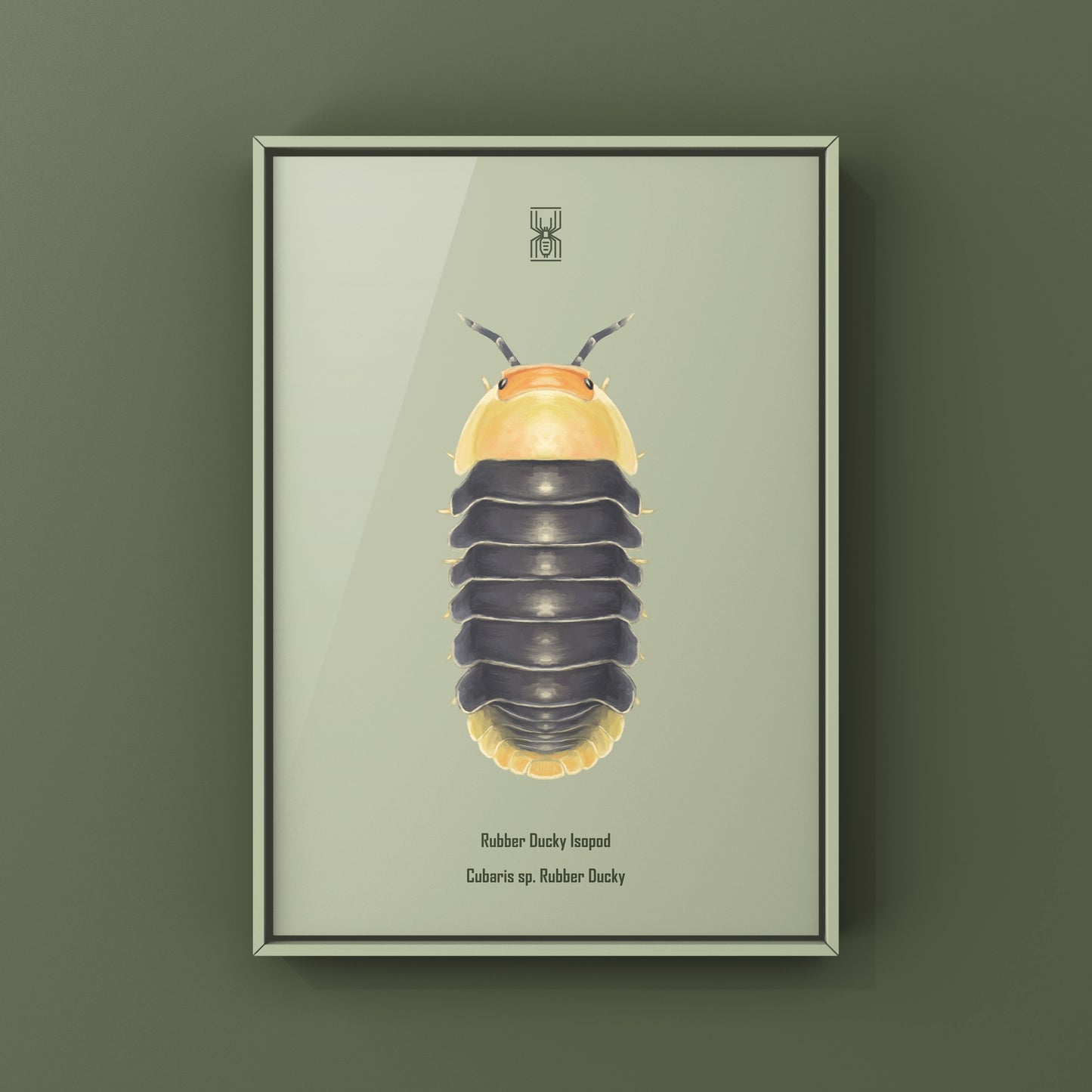 Rubber Ducky Isopod, Cubaris sp. Rubber Ducky, Photographic Art Print from The Silk Ranch