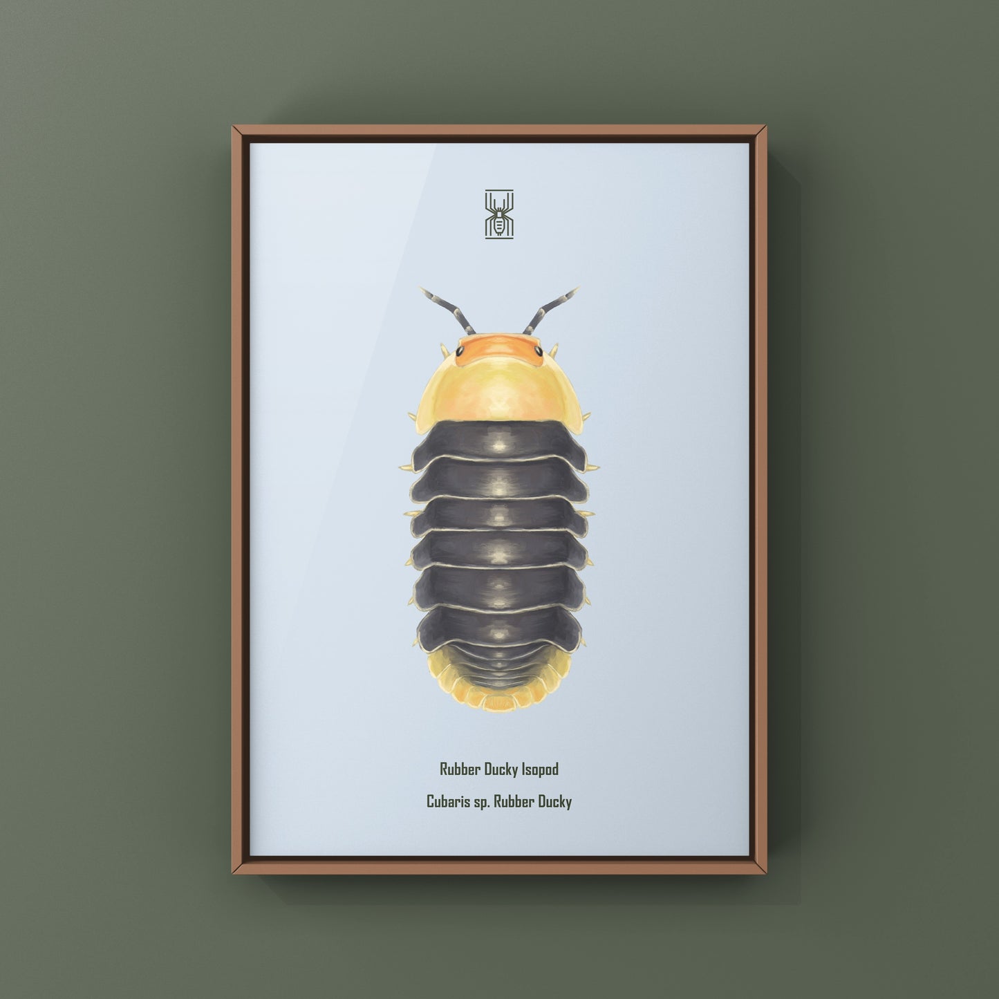 Rubber Ducky Isopod, Cubaris sp. Rubber Ducky, Photographic Art Print from The Silk Ranch