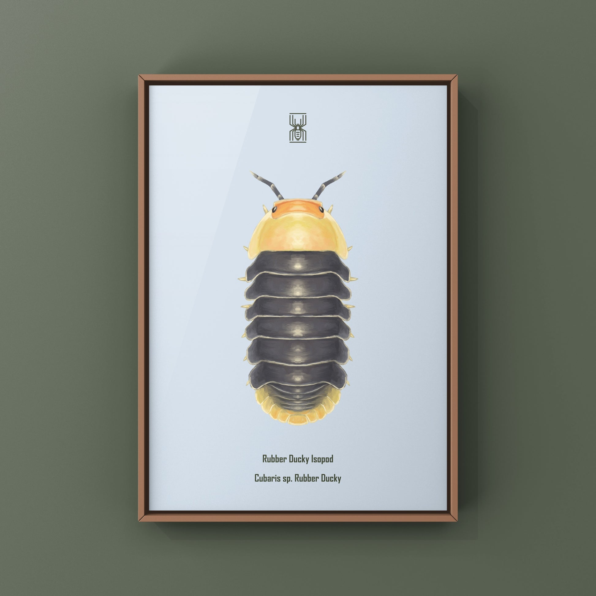 Rubber Ducky Isopod, Cubaris sp. Rubber Ducky, Photographic Art Print from The Silk Ranch