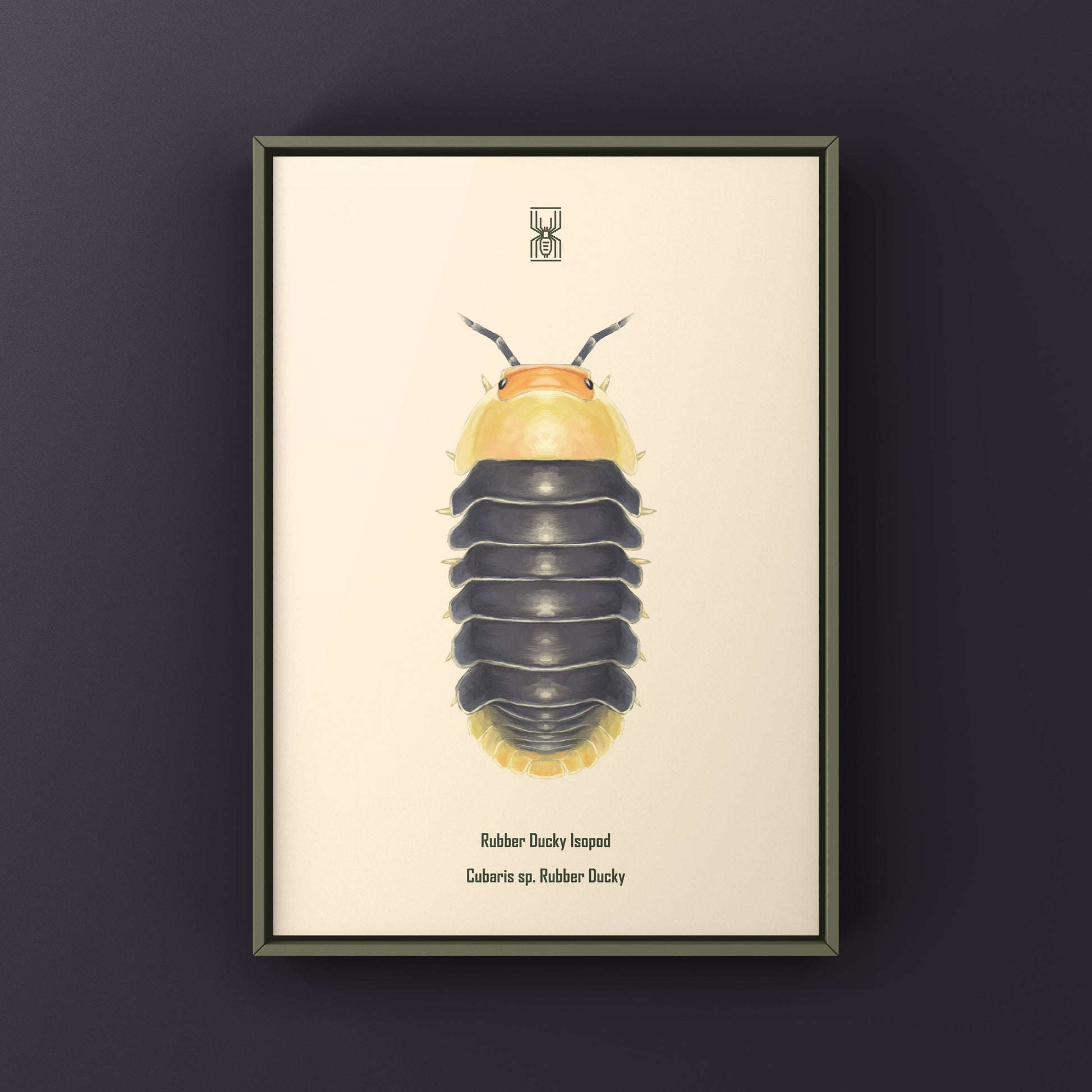 Rubber Ducky Isopod, Cubaris sp. Rubber Ducky, Photographic Art Print from The Silk Ranch