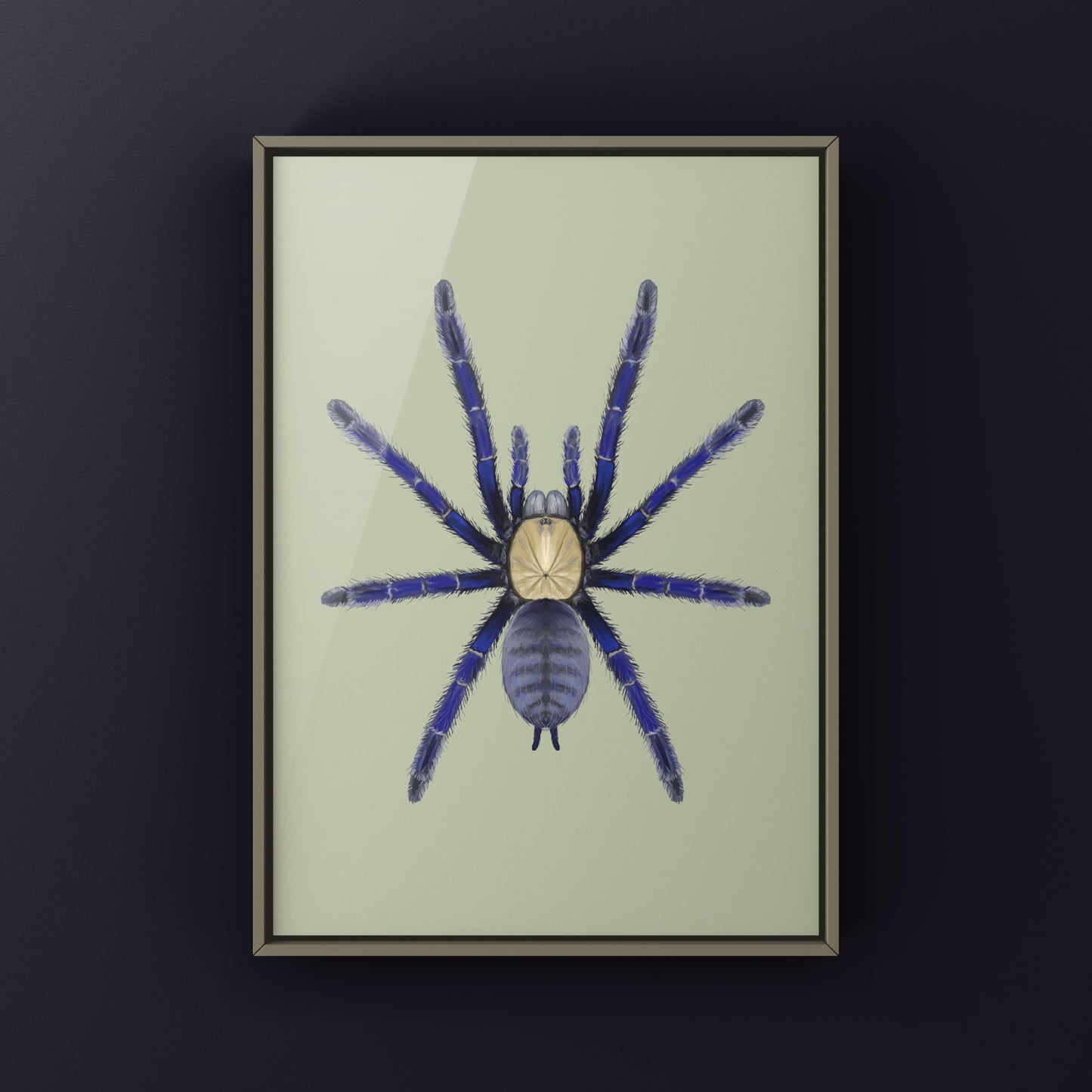 Singapore Blue Tarantula, Omothymus Violaceopes, Photographic Art Print from The Silk Ranch