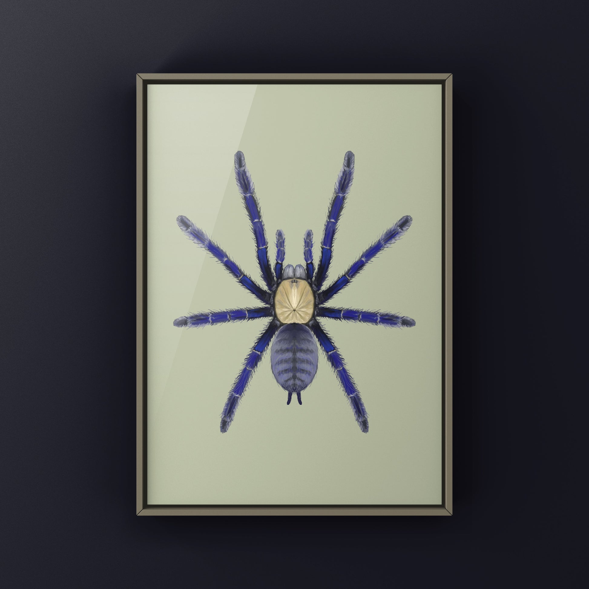 Singapore Blue Tarantula, Omothymus Violaceopes, Photographic Art Print from The Silk Ranch
