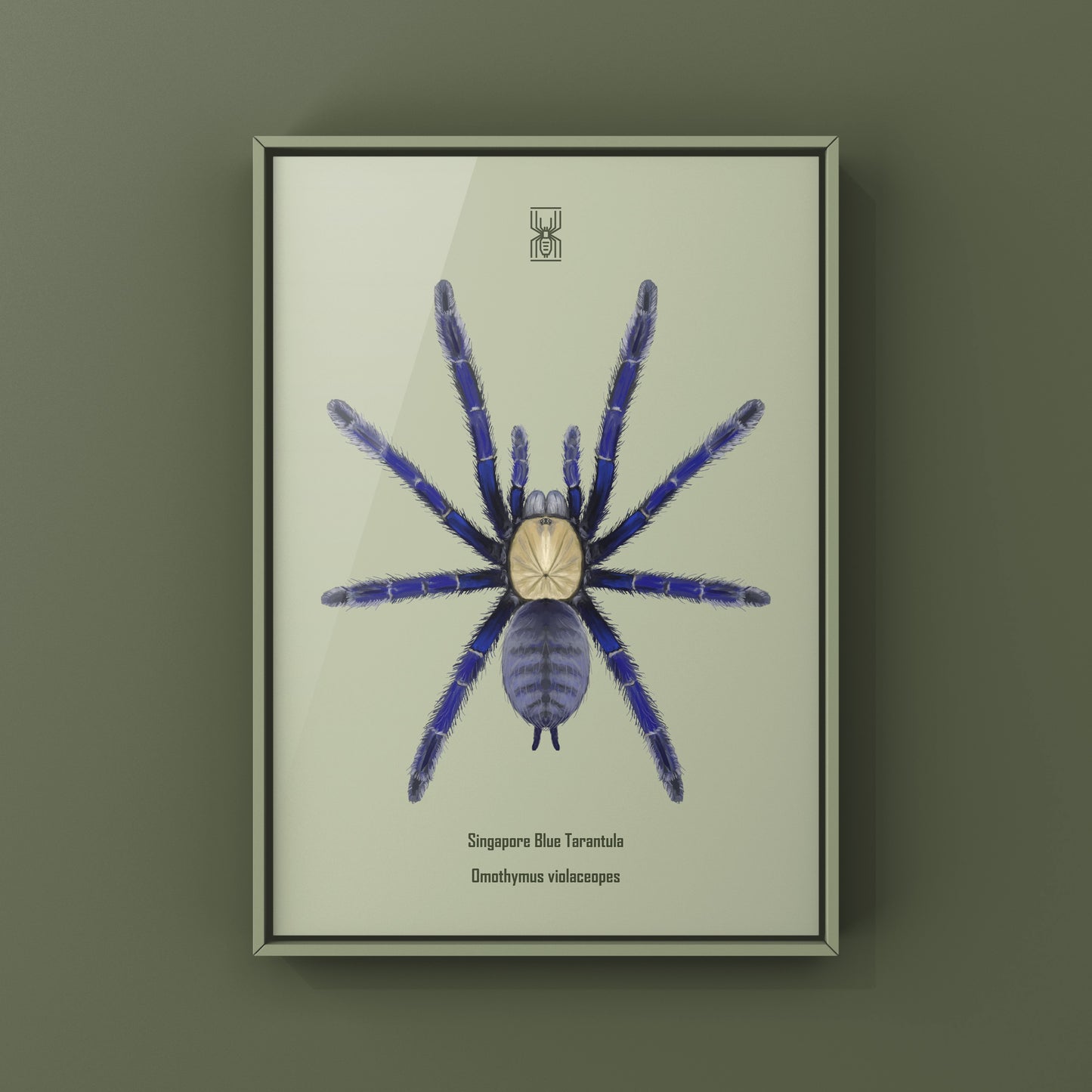 Singapore Blue Tarantula, Omothymus Violaceopes, Photographic Art Print from The Silk Ranch