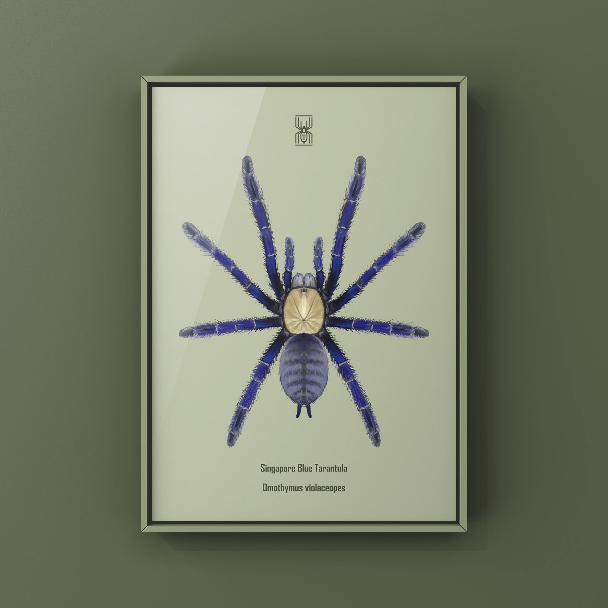 Singapore Blue Tarantula, Omothymus Violaceopes, Photographic Art Print from The Silk Ranch