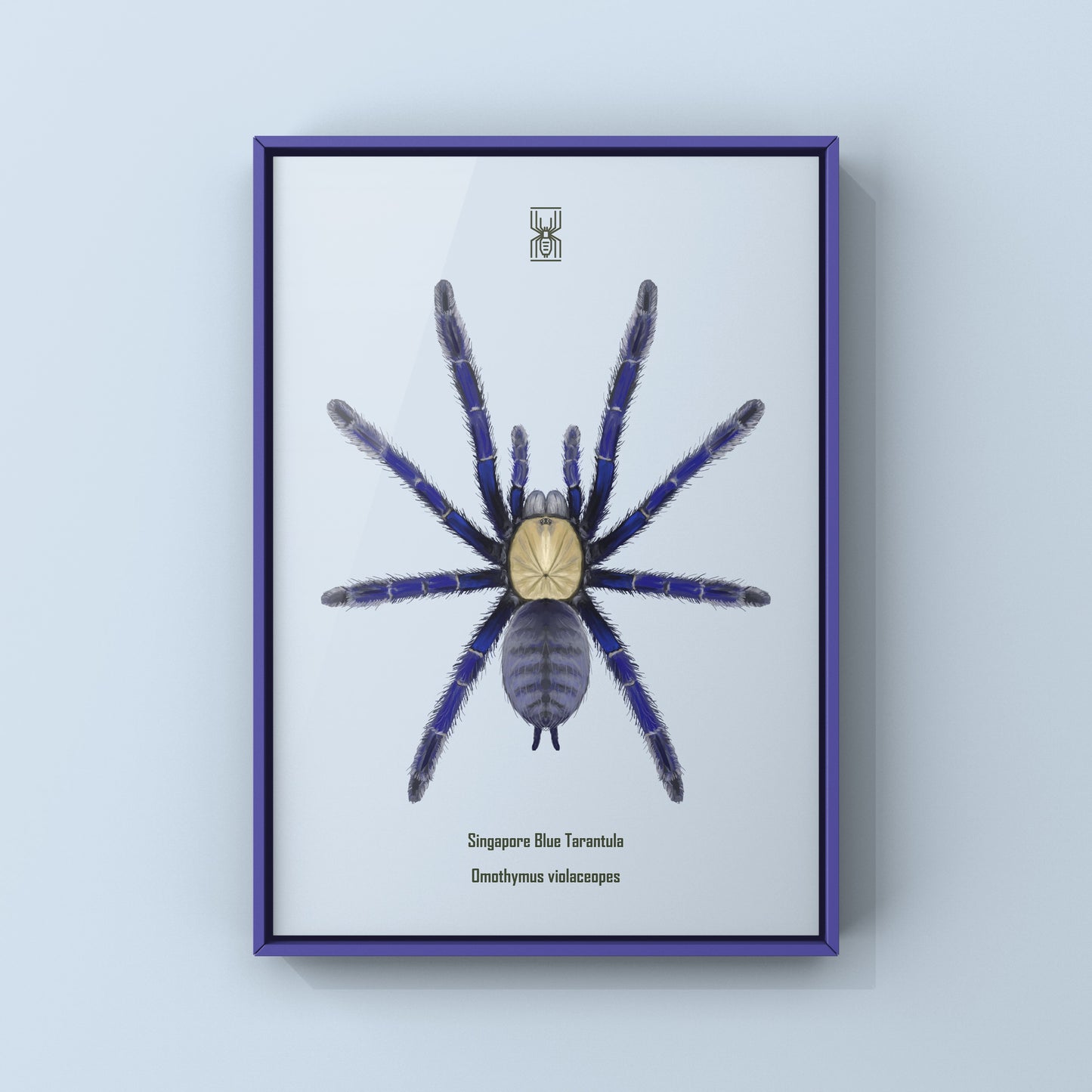Singapore Blue Tarantula, Omothymus Violaceopes, Photographic Art Print from The Silk Ranch