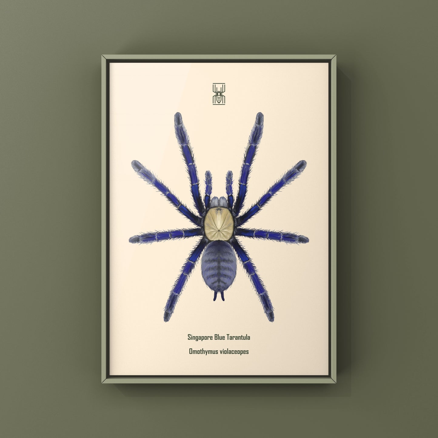 Singapore Blue Tarantula, Omothymus Violaceopes, Photographic Art Print from The Silk Ranch