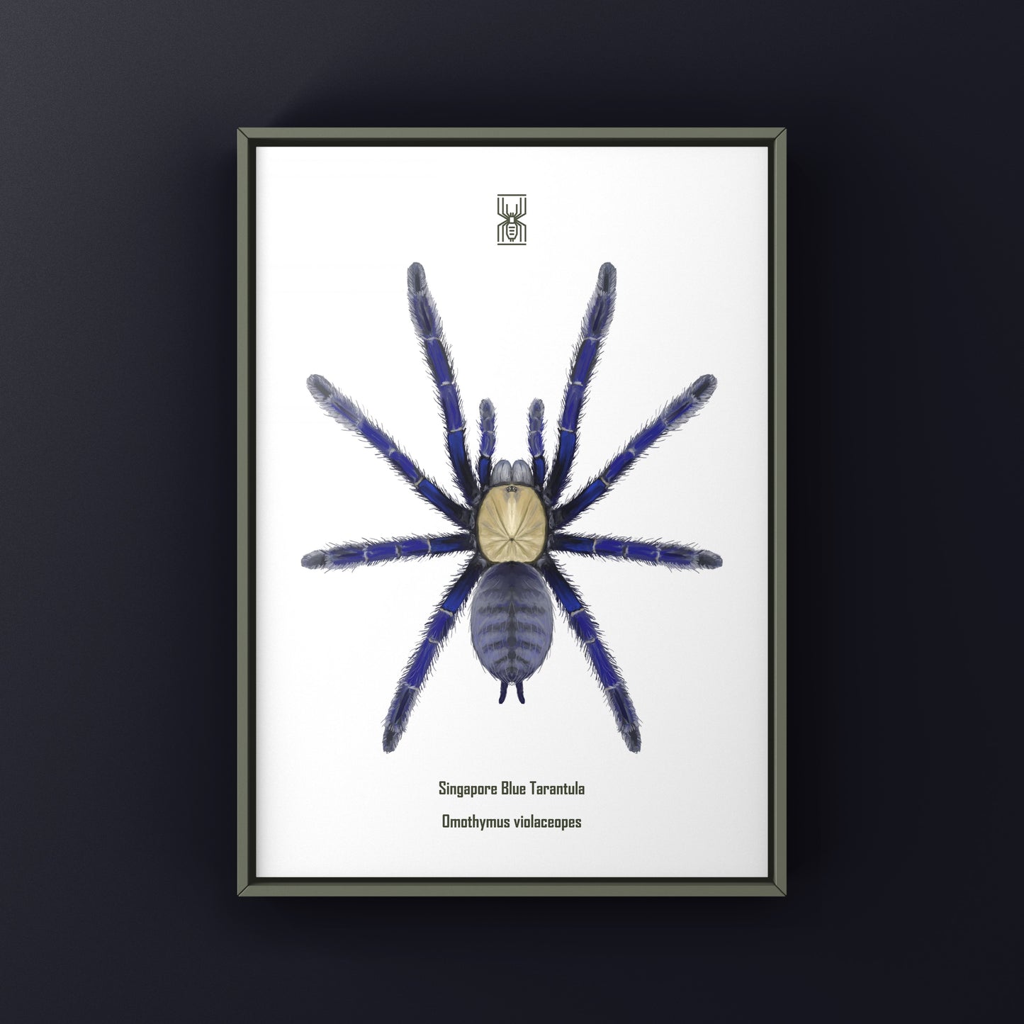Singapore Blue Tarantula, Omothymus Violaceopes, Photographic Art Print from The Silk Ranch
