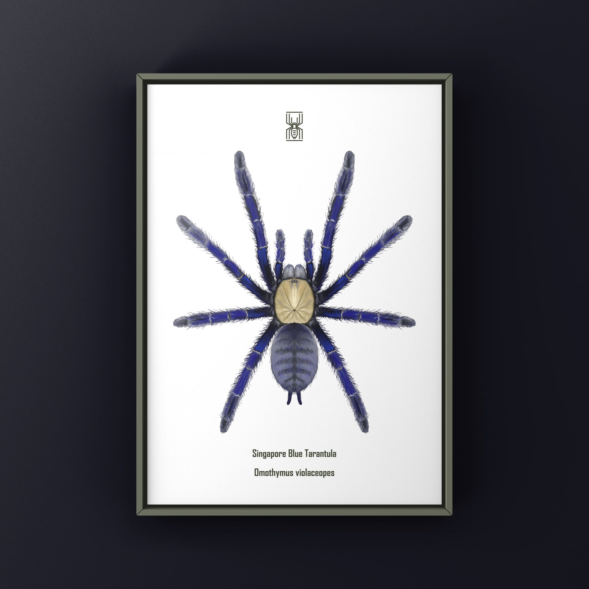 Singapore Blue Tarantula, Omothymus Violaceopes, Photographic Art Print from The Silk Ranch