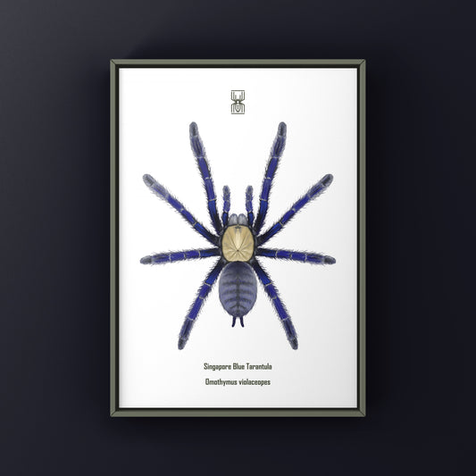 Singapore Blue Tarantula, Omothymus Violaceopes, Photographic Art Print from The Silk Ranch