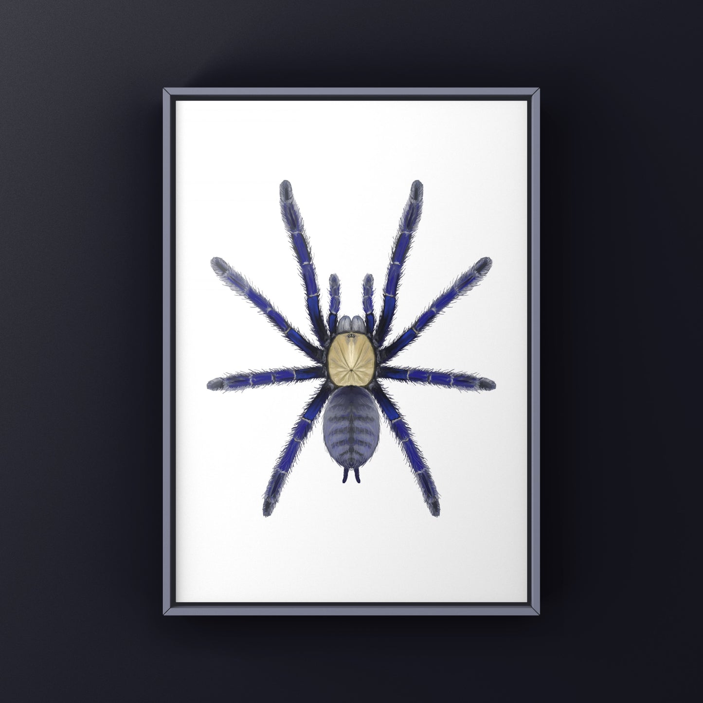 Singapore Blue Tarantula, Omothymus Violaceopes, Photographic Art Print from The Silk Ranch