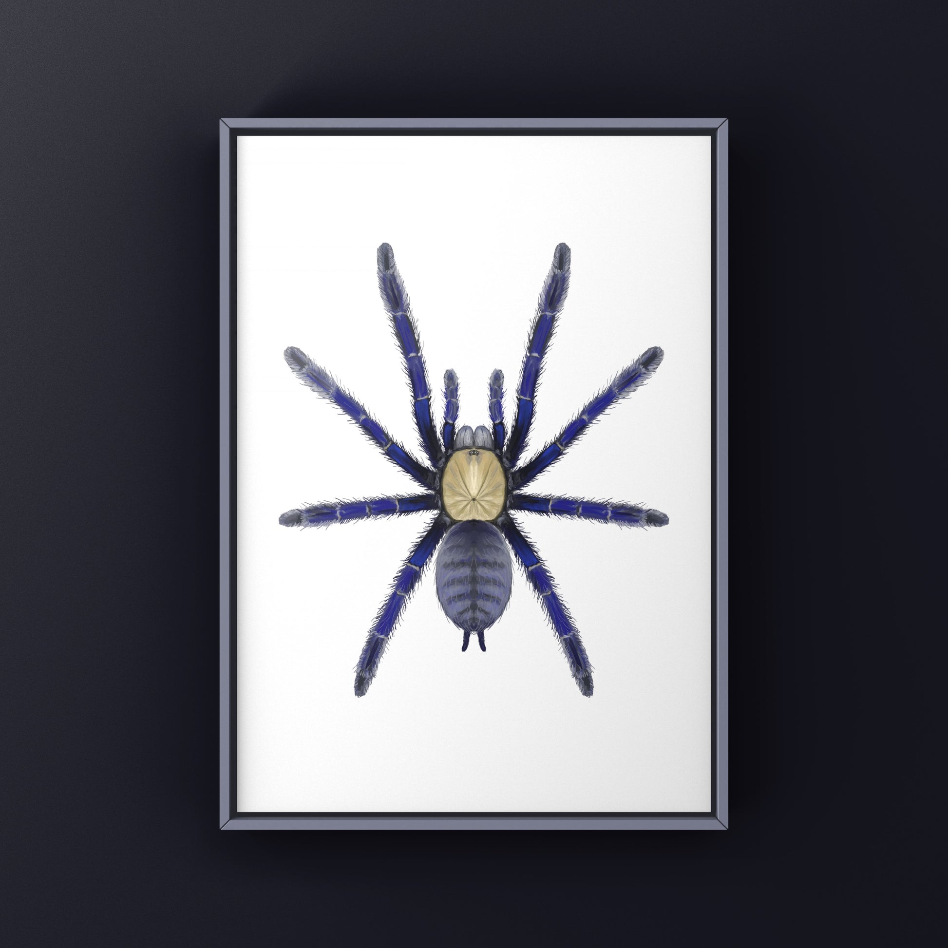 Singapore Blue Tarantula, Omothymus Violaceopes, Photographic Art Print from The Silk Ranch