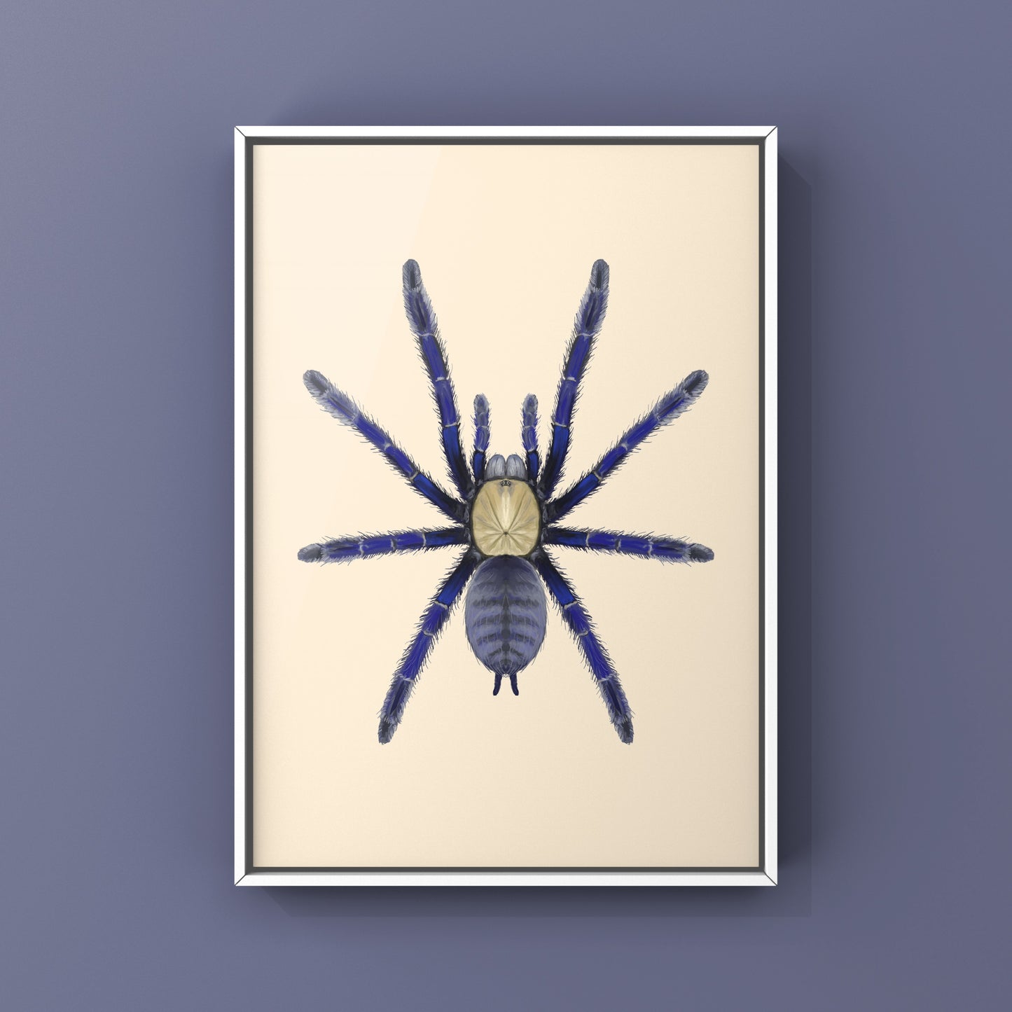 Singapore Blue Tarantula, Omothymus Violaceopes, Photographic Art Print from The Silk Ranch