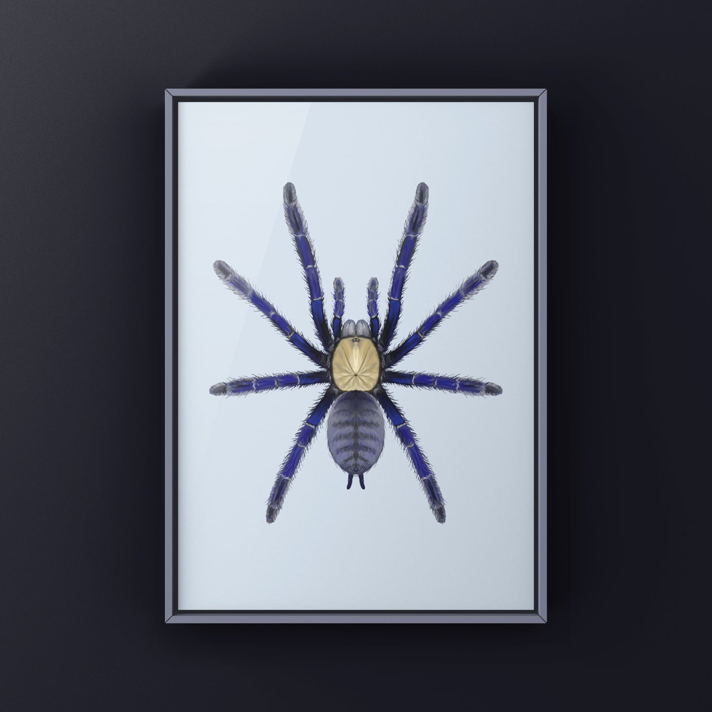 Singapore Blue Tarantula, Omothymus Violaceopes, Photographic Art Print from The Silk Ranch