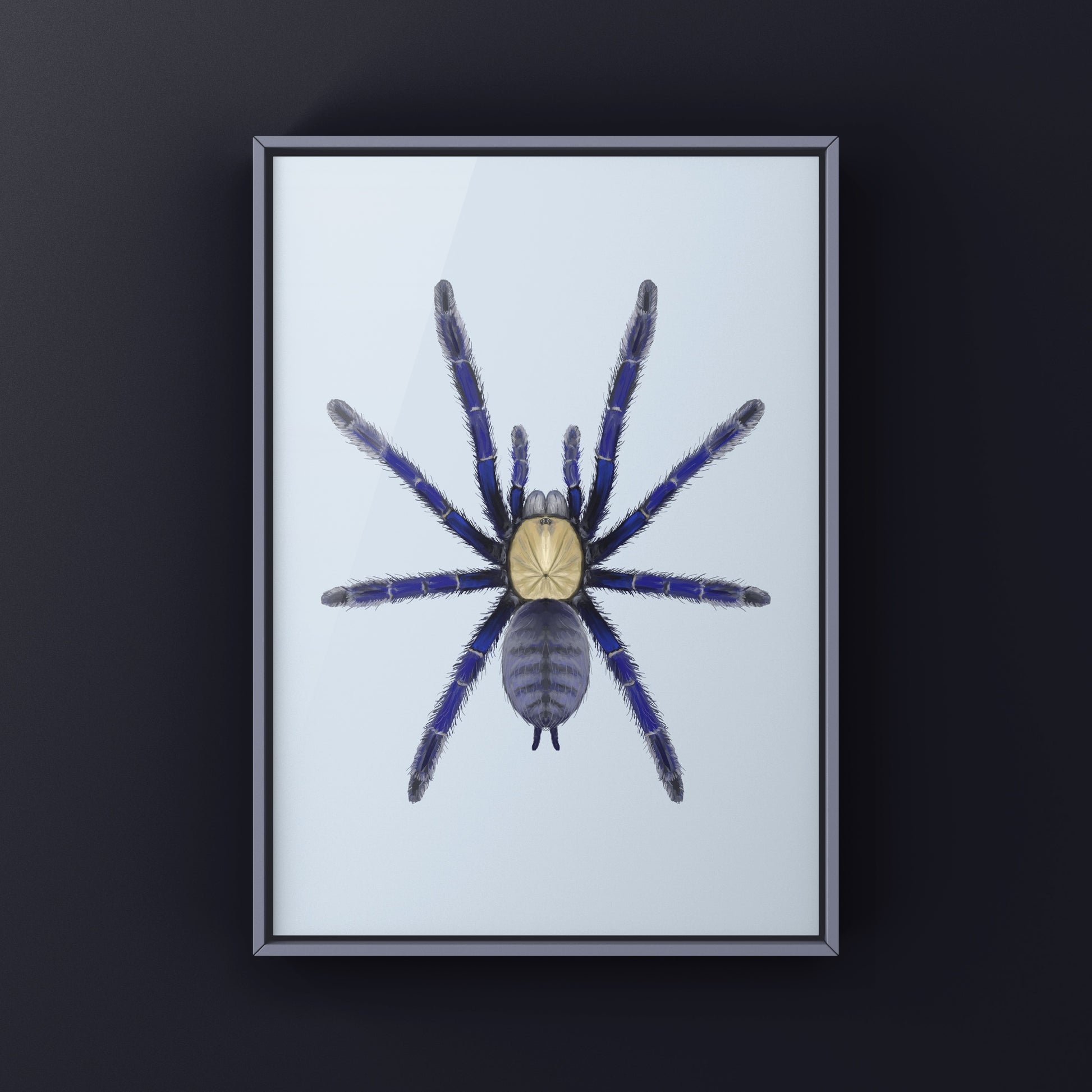 Singapore Blue Tarantula, Omothymus Violaceopes, Photographic Art Print from The Silk Ranch