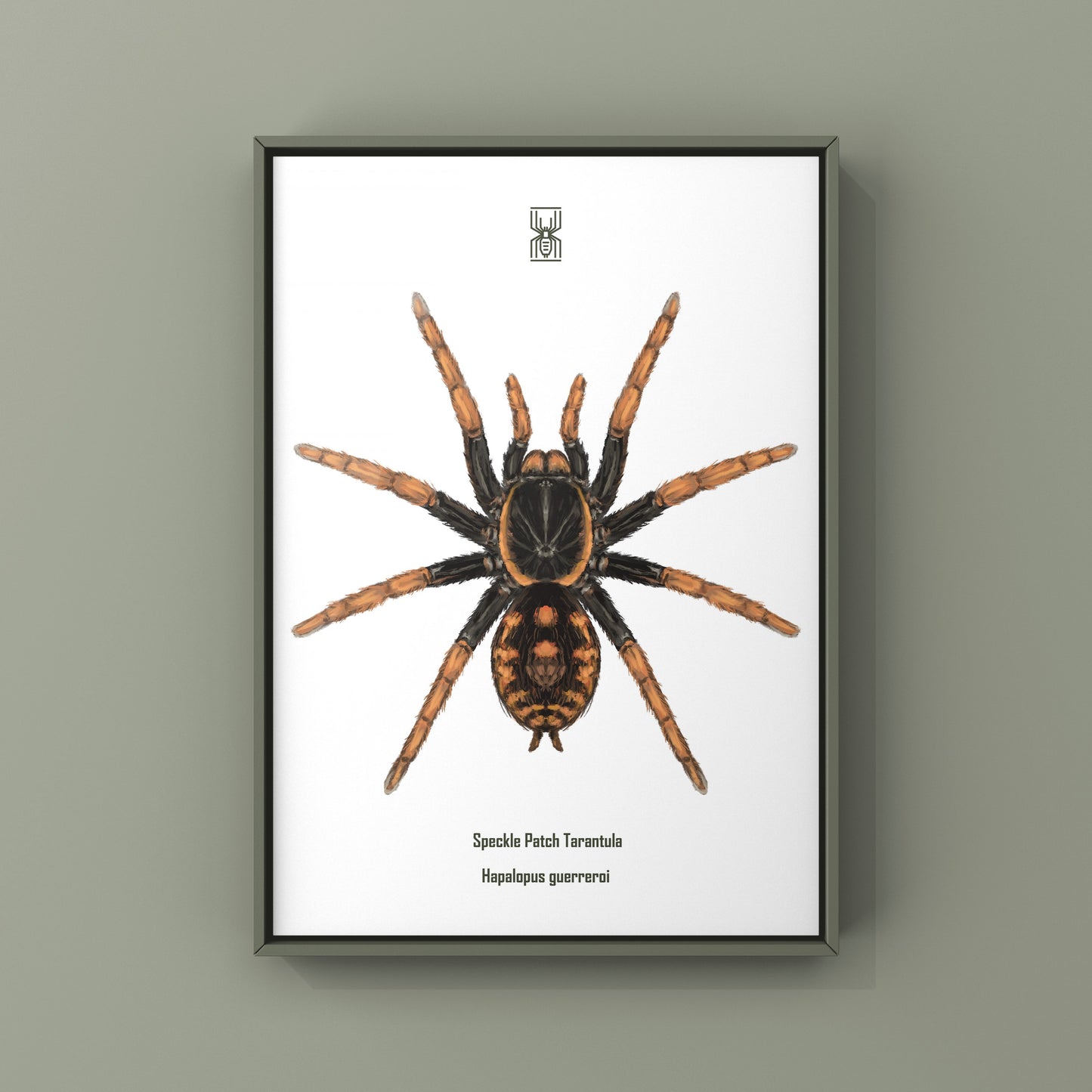 Speckle Patch Tarantula, Hapalopus Guerreroi, Photographic Art Print from The Silk Ranch