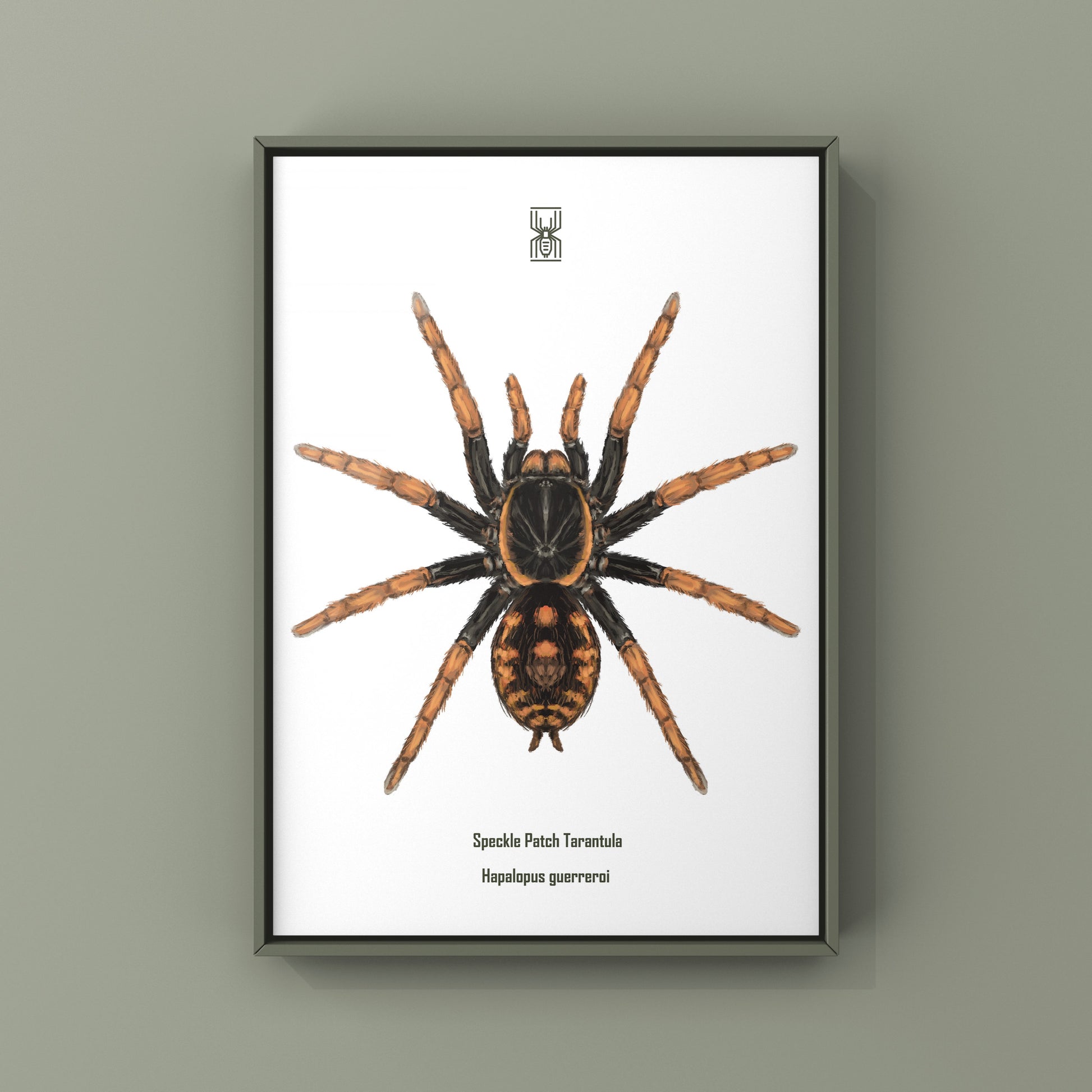 Speckle Patch Tarantula, Hapalopus Guerreroi, Photographic Art Print from The Silk Ranch