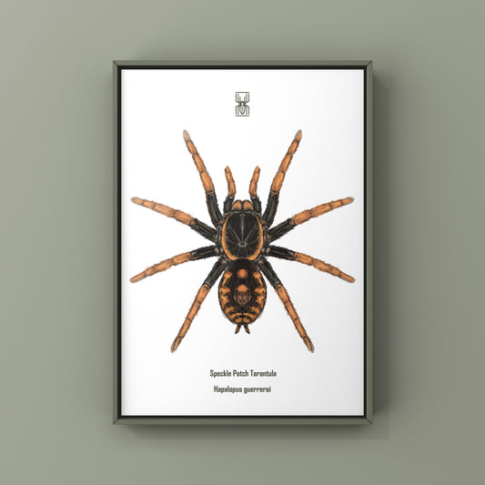 Speckle Patch Tarantula, Hapalopus Guerreroi, Photographic Art Print from The Silk Ranch