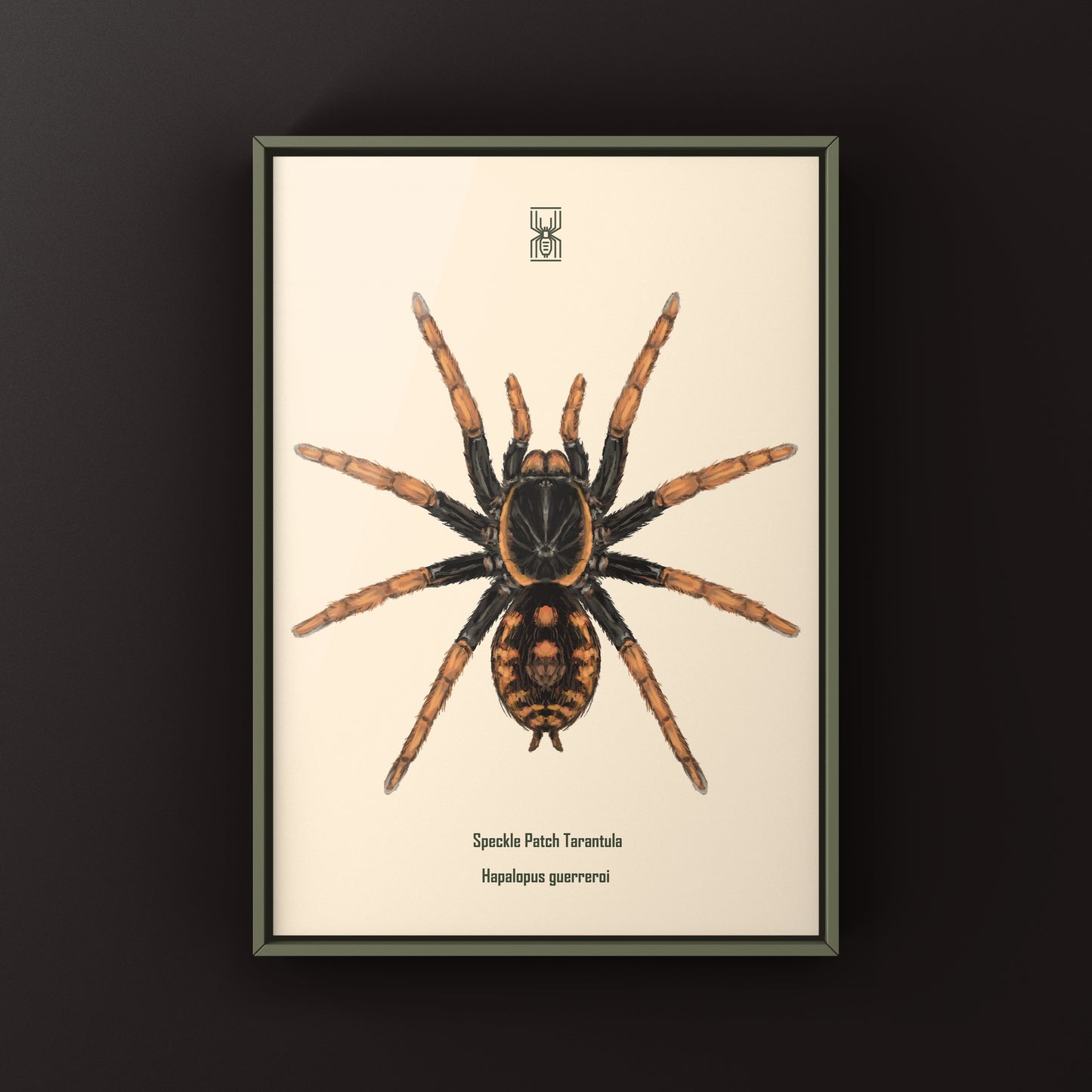 Speckle Patch Tarantula, Hapalopus Guerreroi, Photographic Art Print from The Silk Ranch