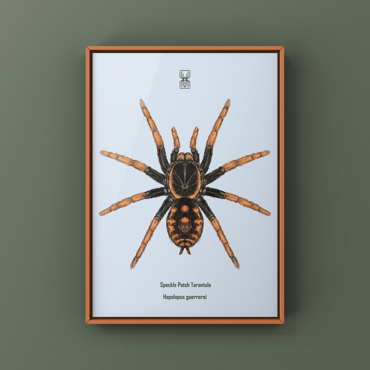 Speckle Patch Tarantula, Hapalopus Guerreroi, Photographic Art Print from The Silk Ranch