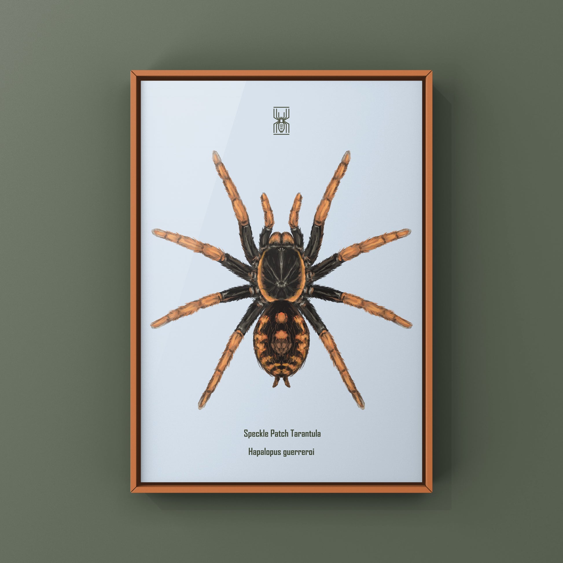 Speckle Patch Tarantula, Hapalopus Guerreroi, Photographic Art Print from The Silk Ranch