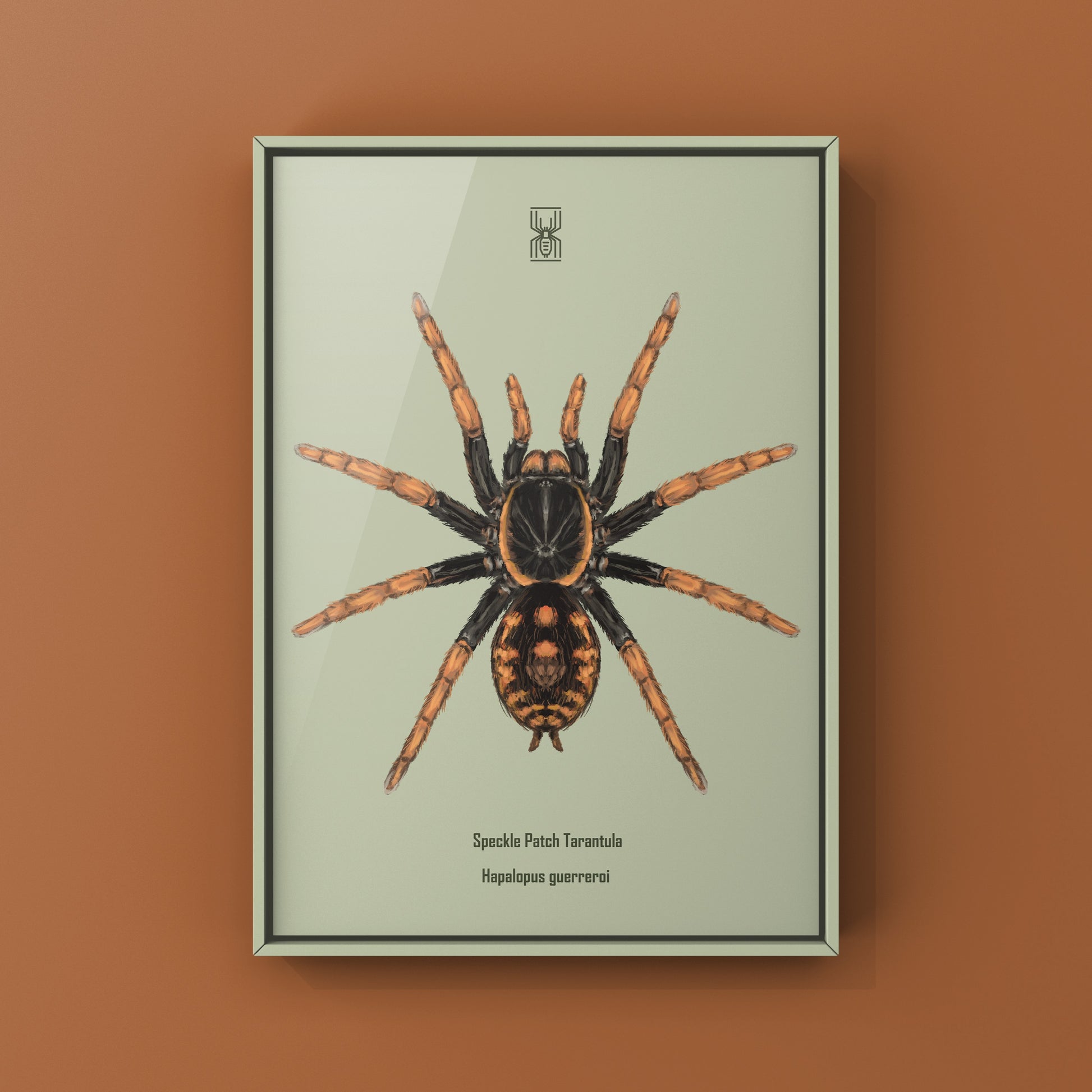 Speckle Patch Tarantula, Hapalopus Guerreroi, Photographic Art Print from The Silk Ranch
