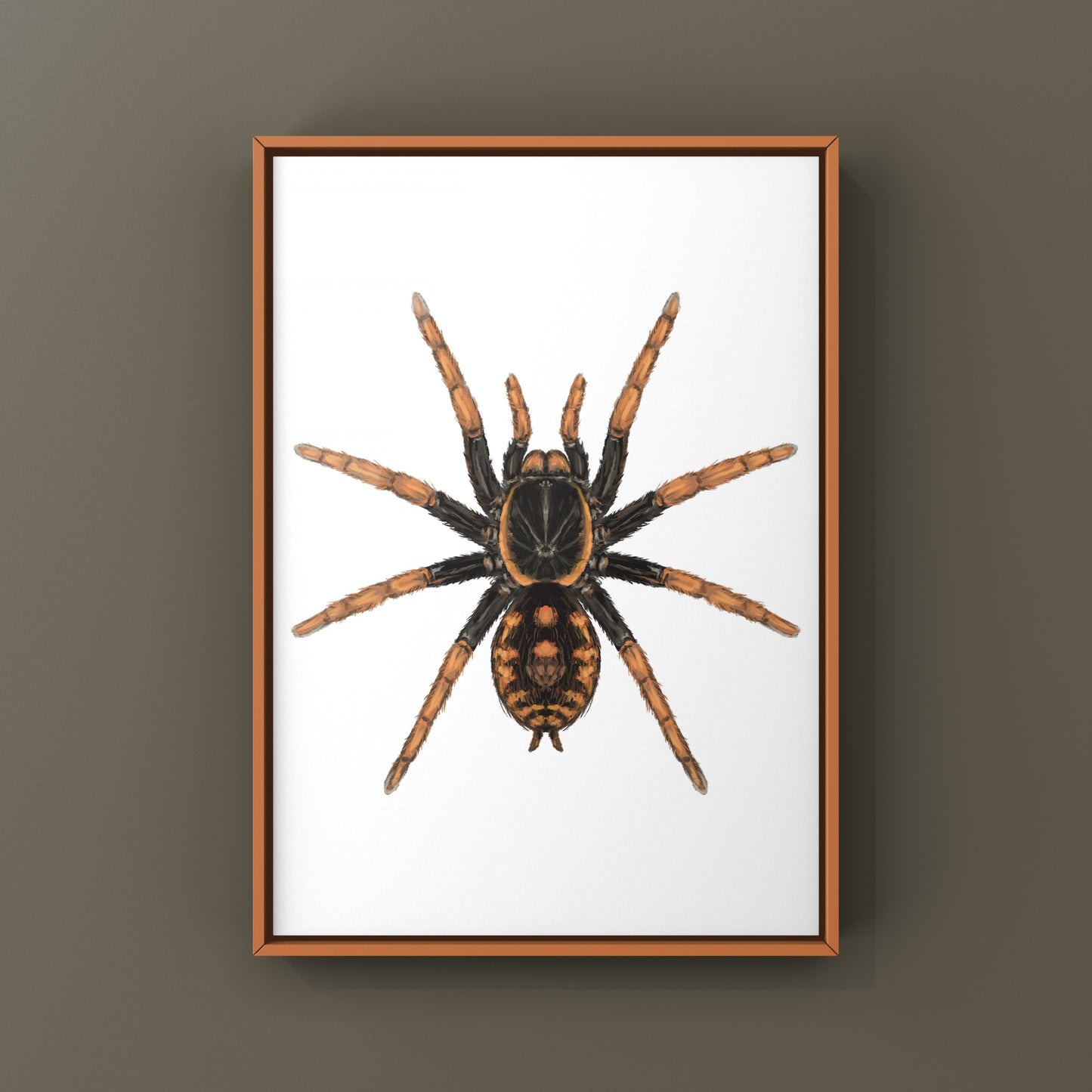 Speckle Patch Tarantula, Hapalopus Guerreroi, Photographic Art Print from The Silk Ranch