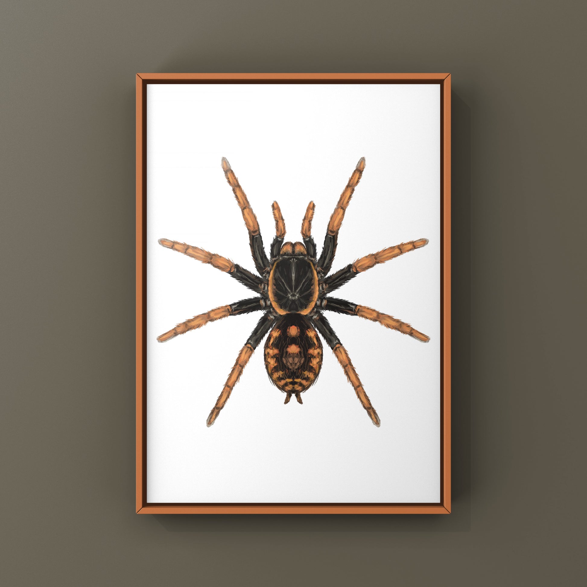 Speckle Patch Tarantula, Hapalopus Guerreroi, Photographic Art Print from The Silk Ranch