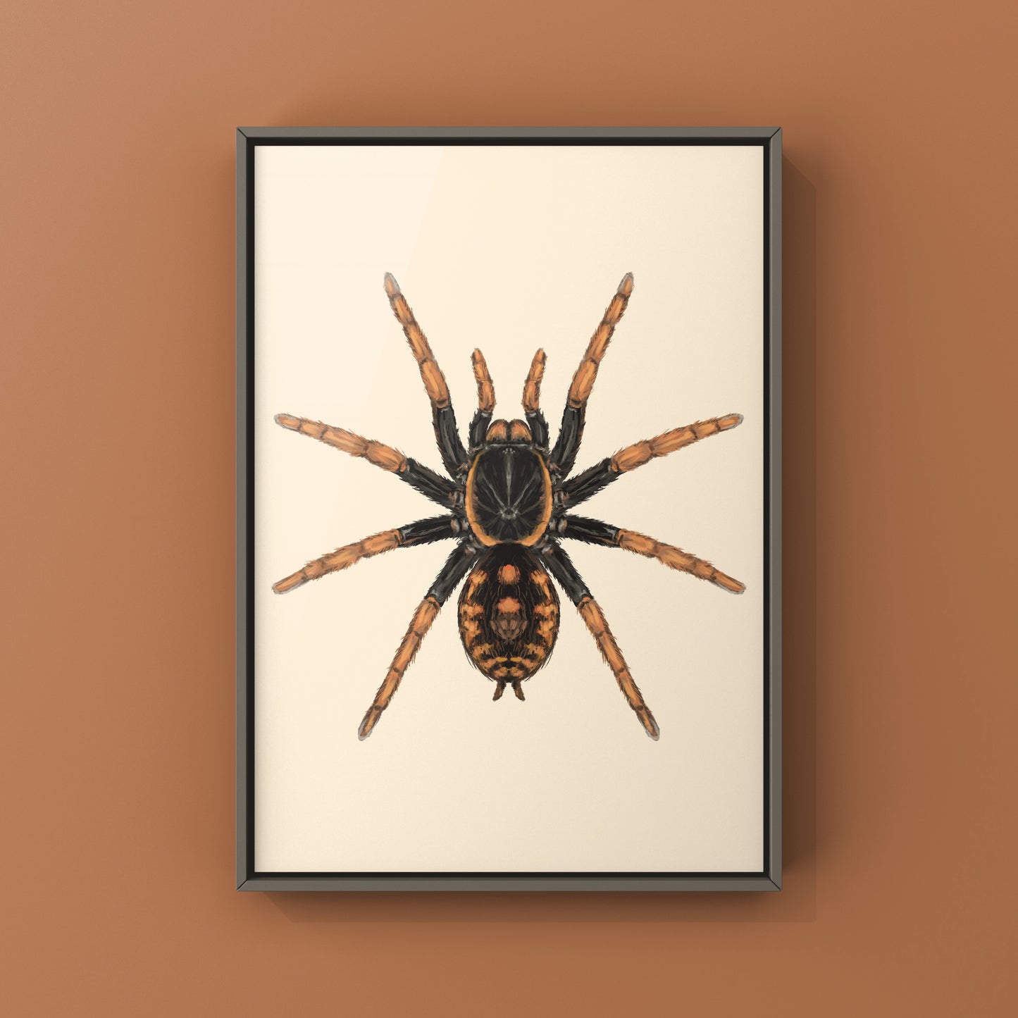 Speckle Patch Tarantula, Hapalopus Guerreroi, Photographic Art Print from The Silk Ranch