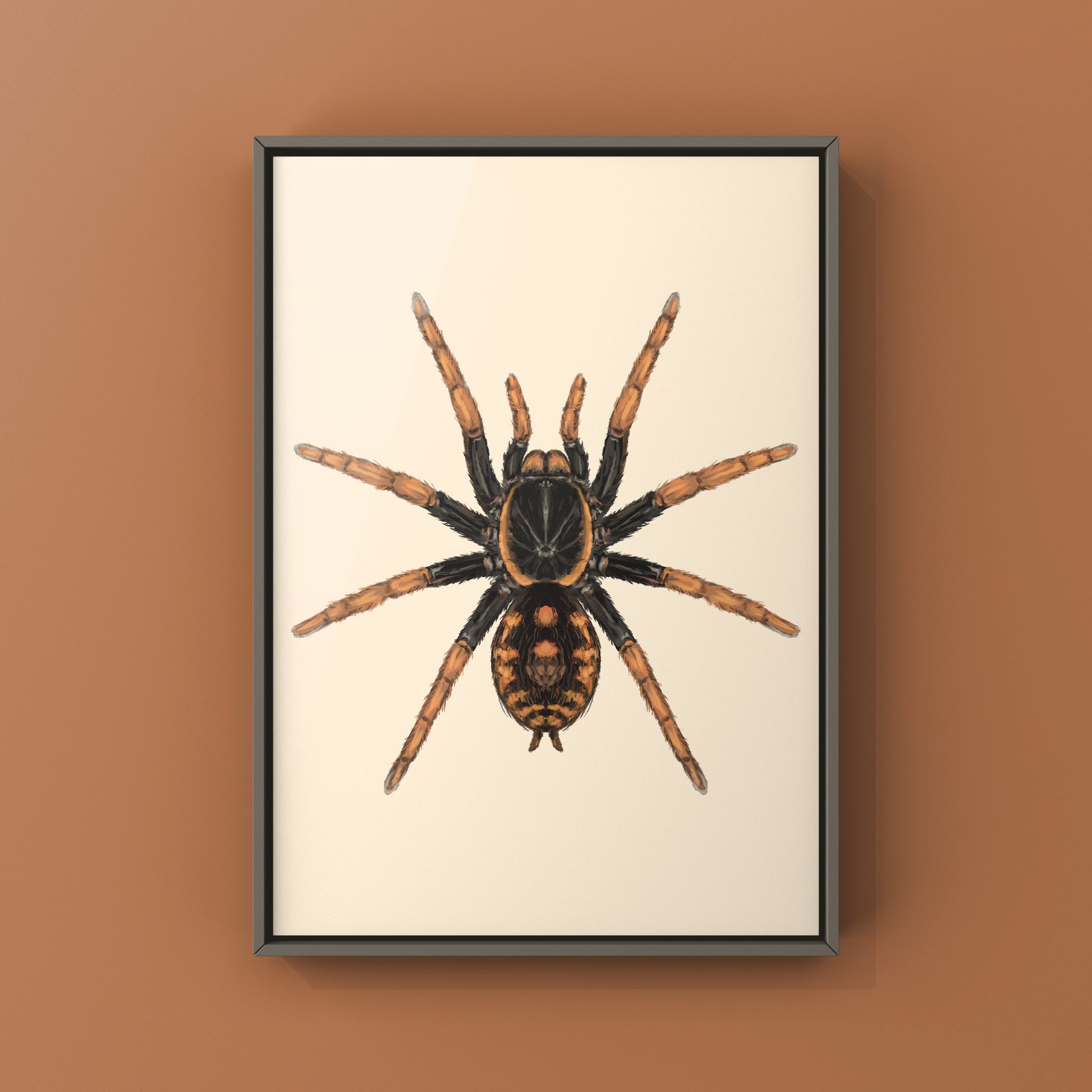 Speckle Patch Tarantula, Hapalopus Guerreroi, Photographic Art Print from The Silk Ranch