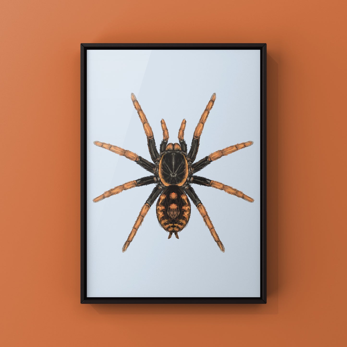 Speckle Patch Tarantula, Hapalopus Guerreroi, Photographic Art Print from The Silk Ranch
