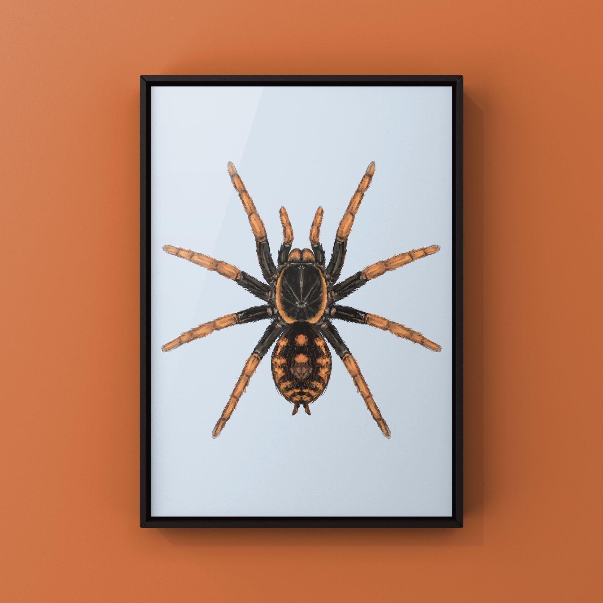 Speckle Patch Tarantula, Hapalopus Guerreroi, Photographic Art Print from The Silk Ranch
