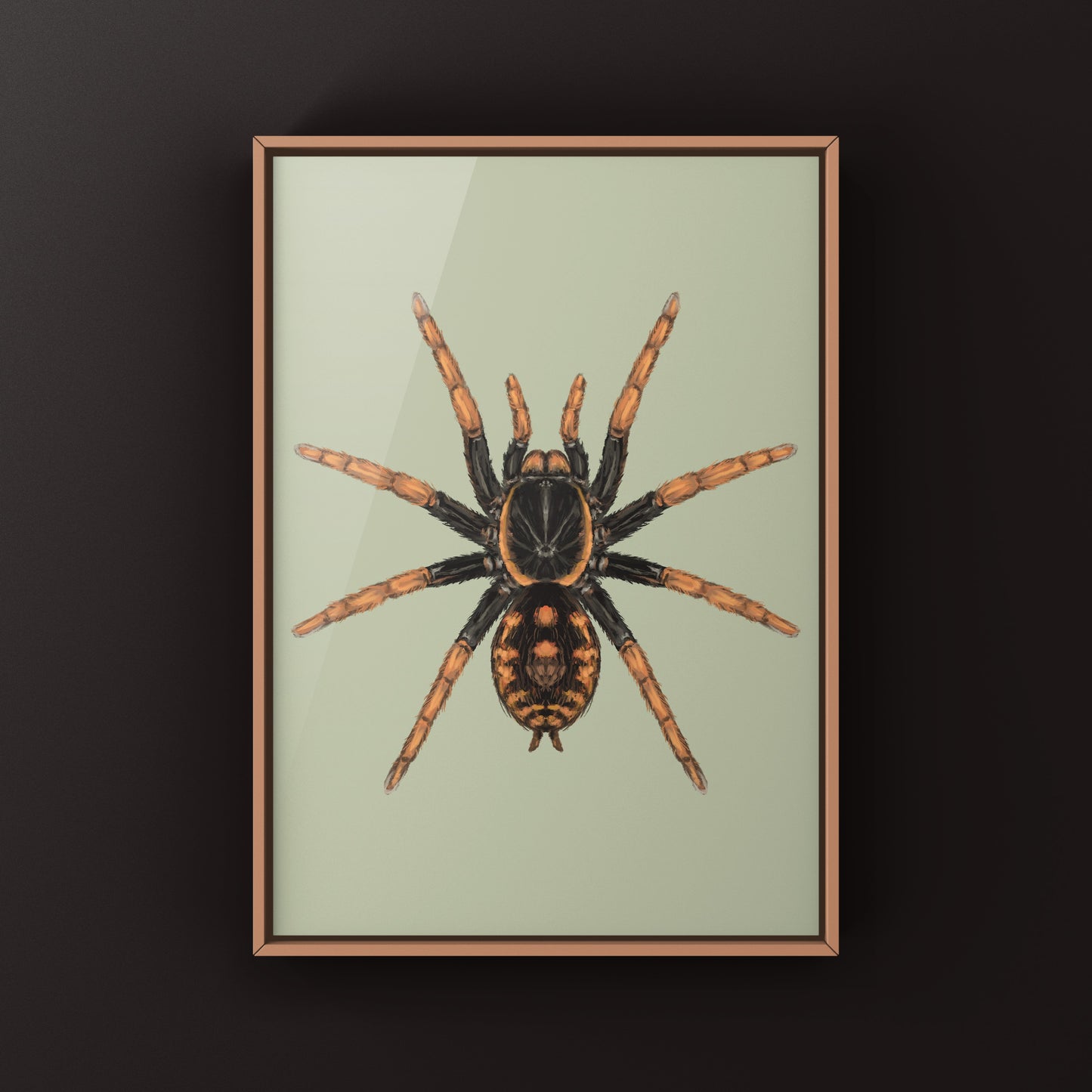 Speckle Patch Tarantula, Hapalopus Guerreroi, Photographic Art Print from The Silk Ranch