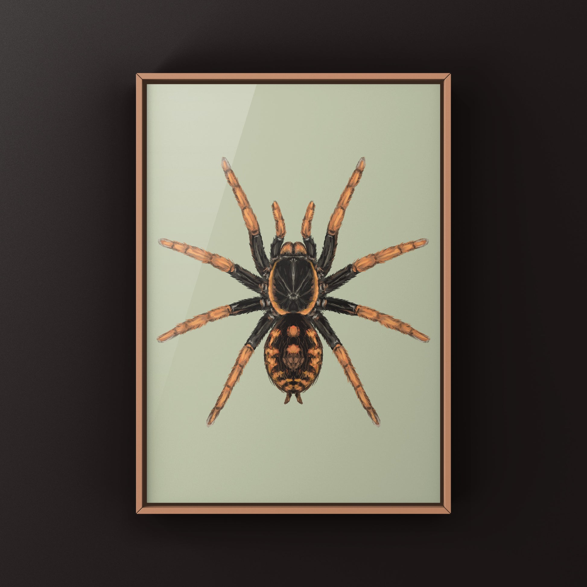 Speckle Patch Tarantula, Hapalopus Guerreroi, Photographic Art Print from The Silk Ranch