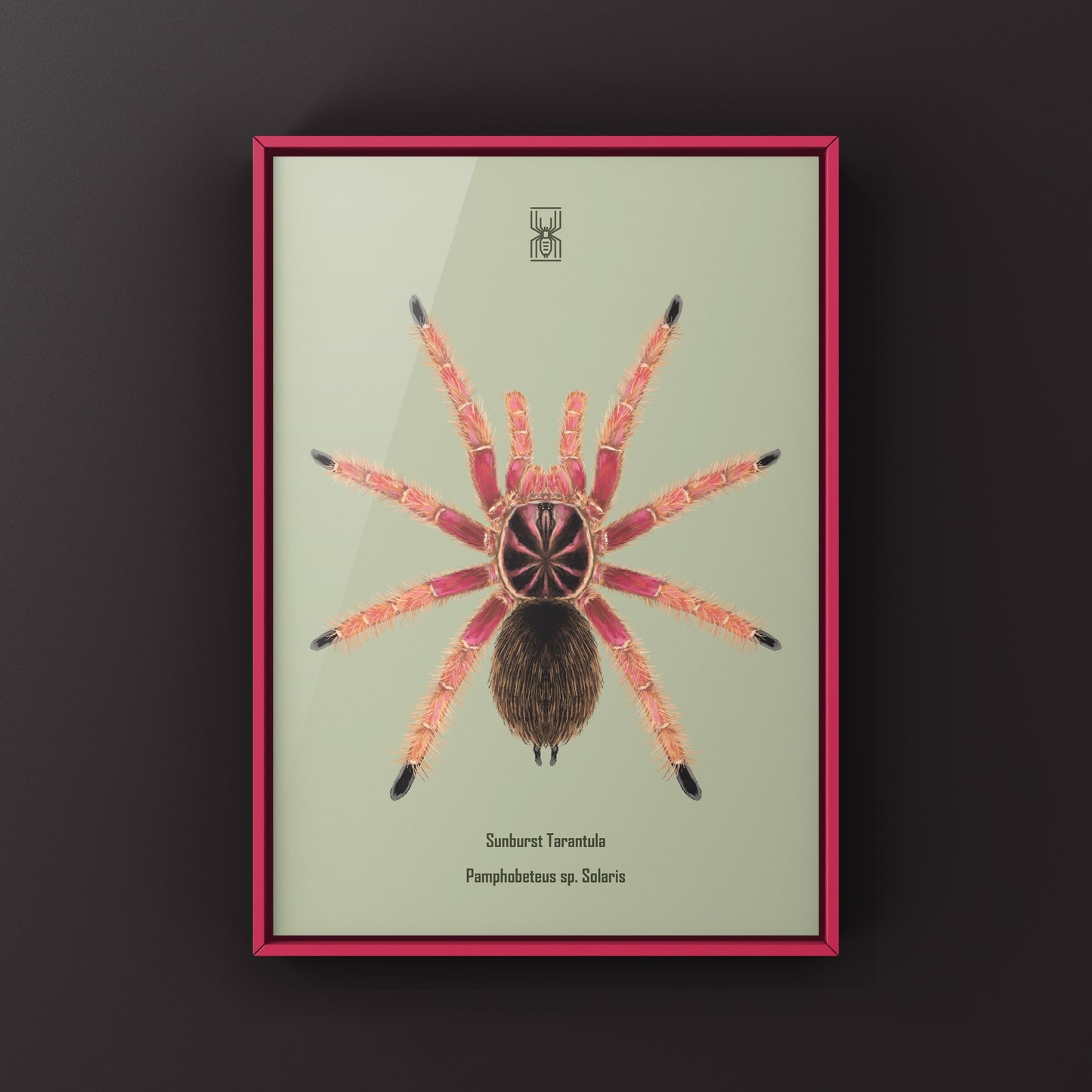 Sunburst Tarantula, Pamphobeteus sp. Solaris, Photographic Art Print from The Silk Ranch